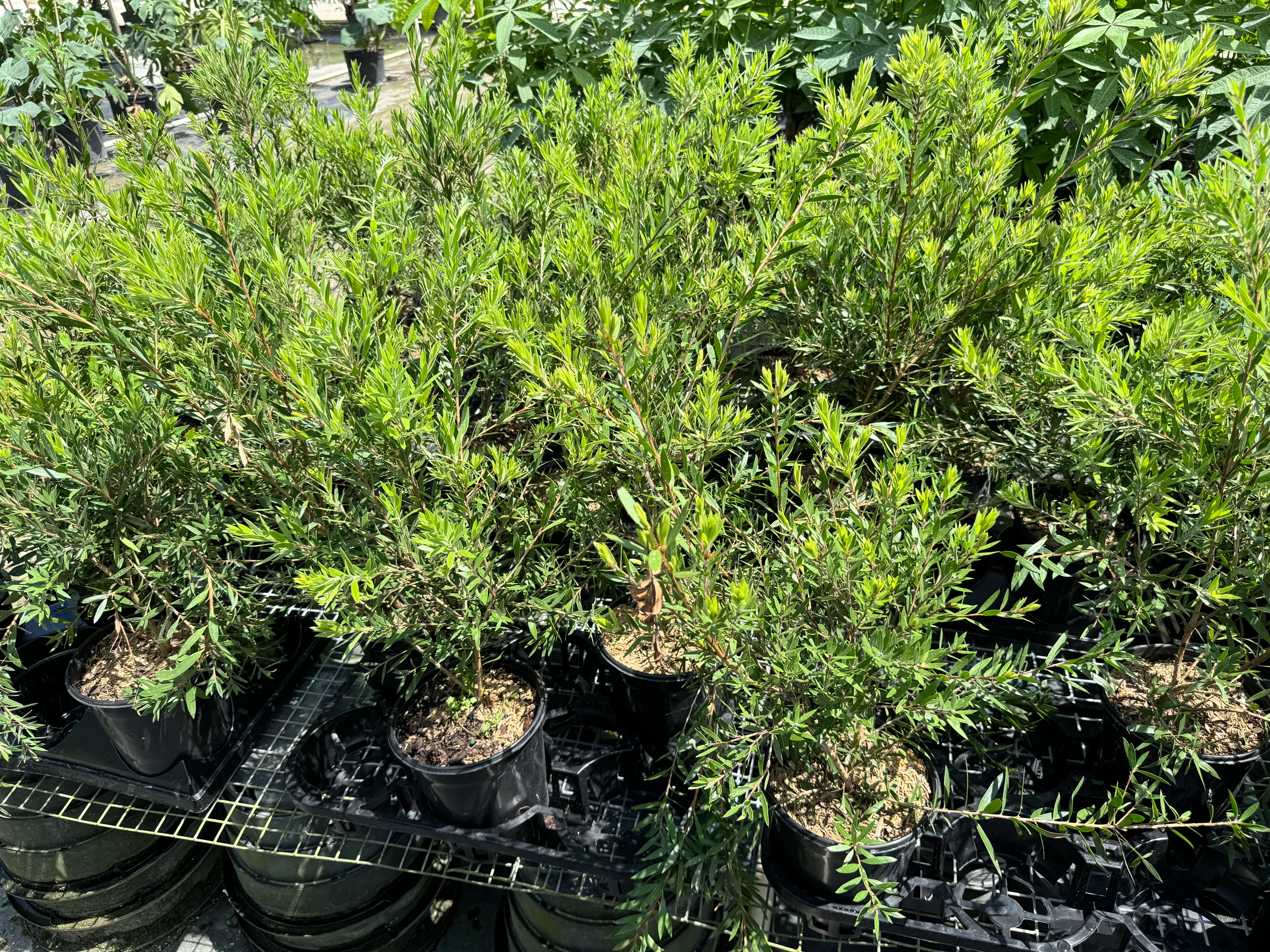 Bottlebrush Tree, Callistemon 'Red Cluster' - Image 7