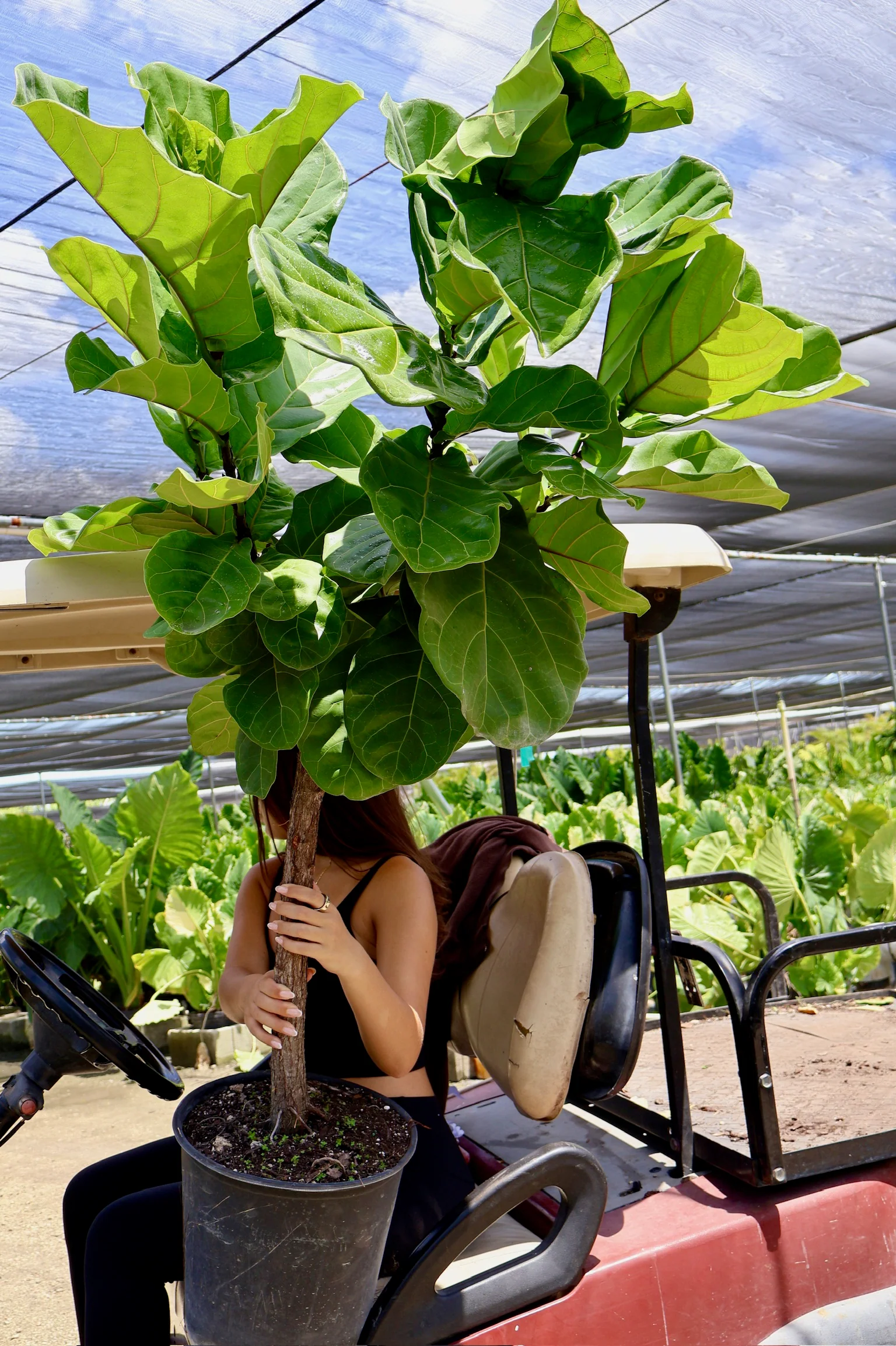 Ficus Lyrata Tree Form Single Stem, Fiddle Leaf Fig Tree - Image 3