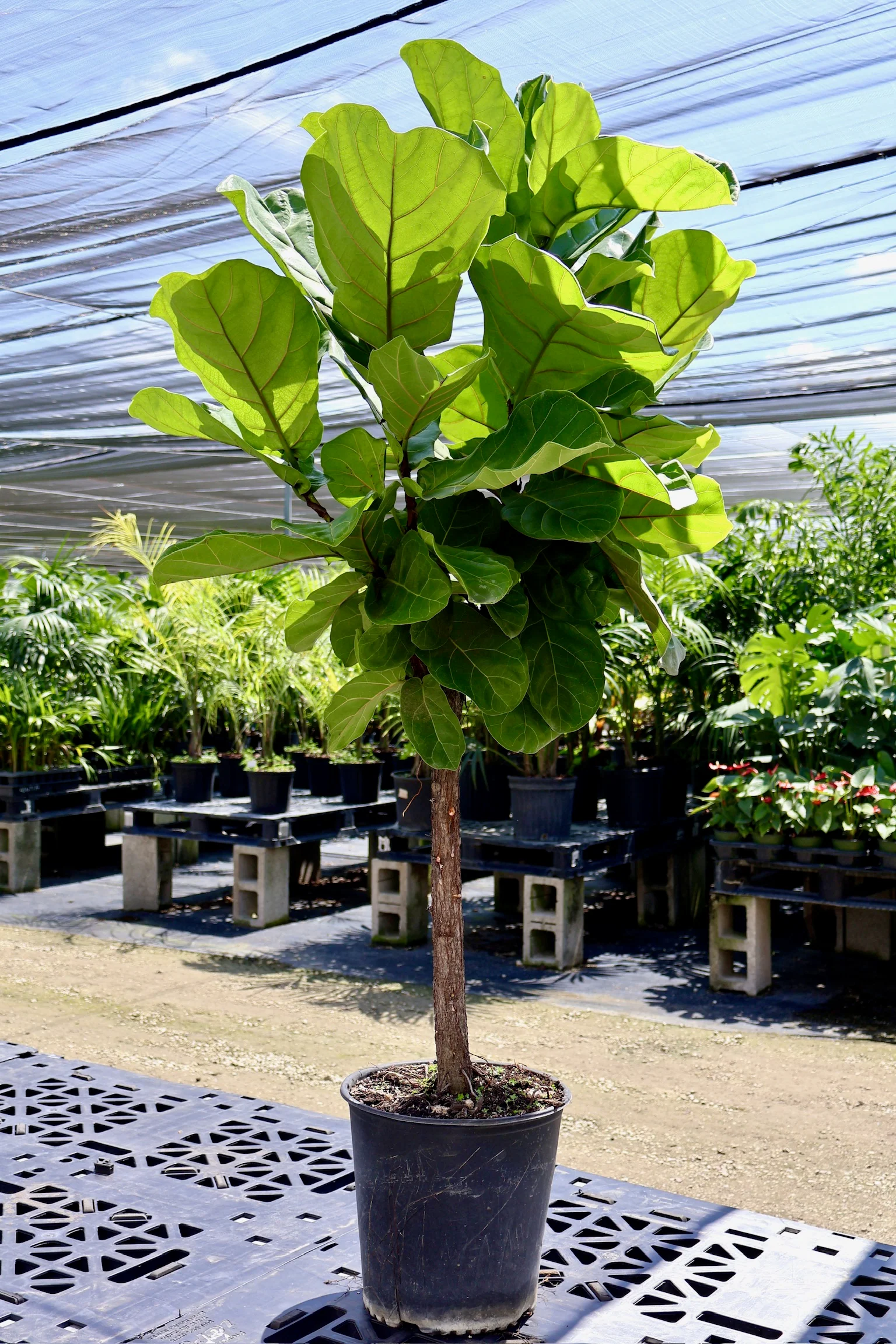 Ficus Lyrata Tree Form Single Stem, Fiddle Leaf Fig Tree - Image 4