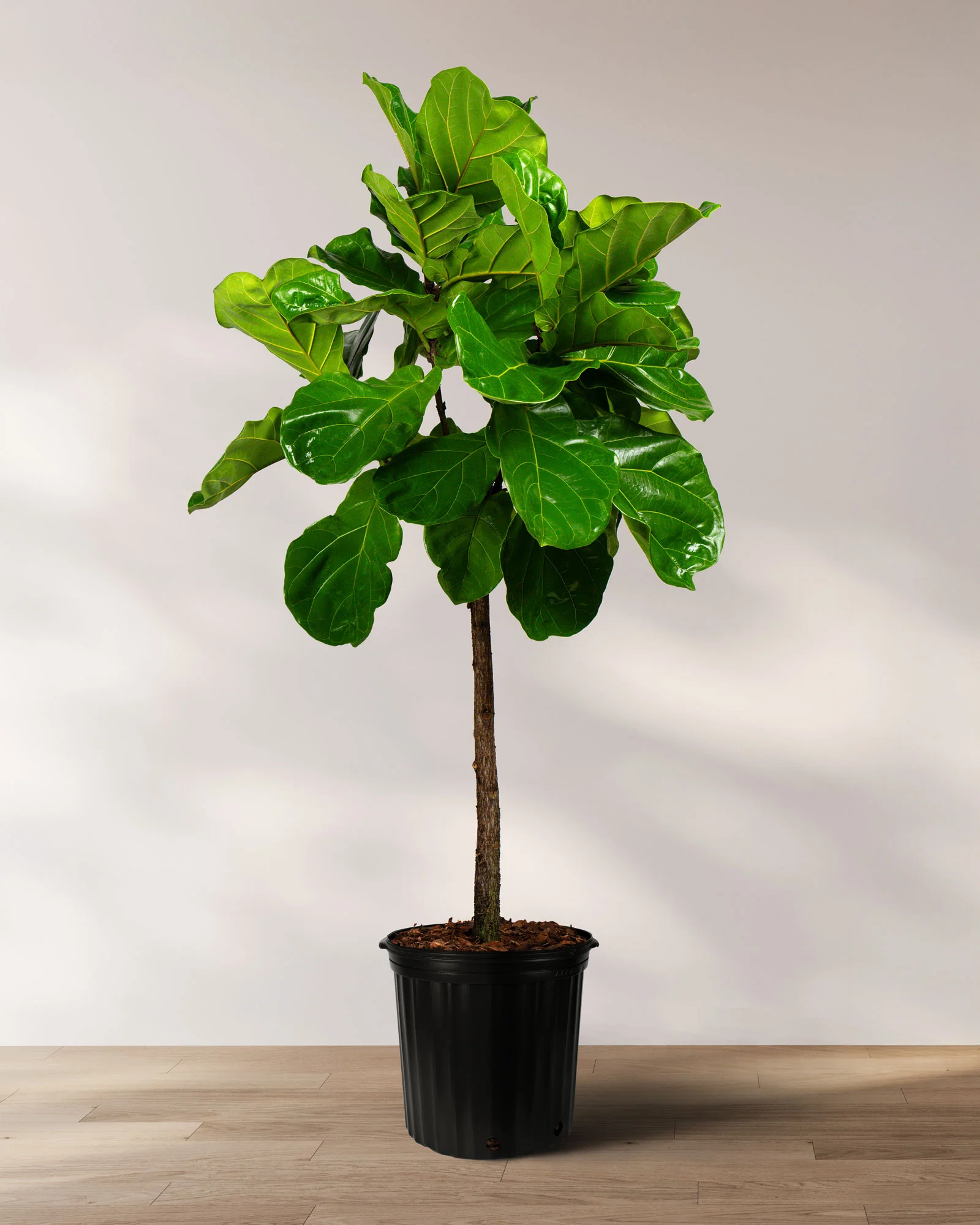 Ficus Lyrata Tree Form Single Stem, Fiddle Leaf Fig Tree - Image 8