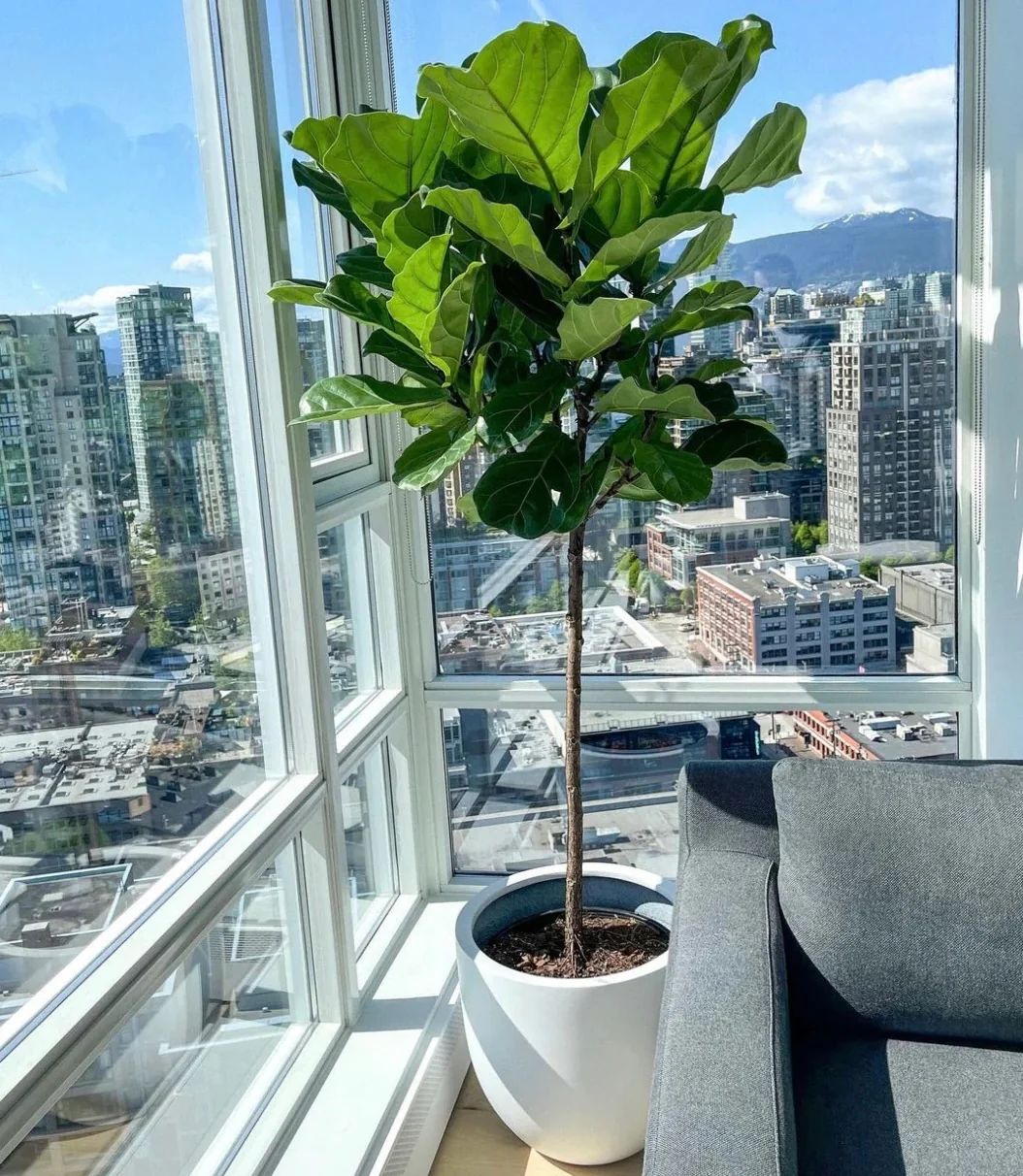 Ficus Lyrata Tree Form Single Stem, Fiddle Leaf Fig Tree - Image 9