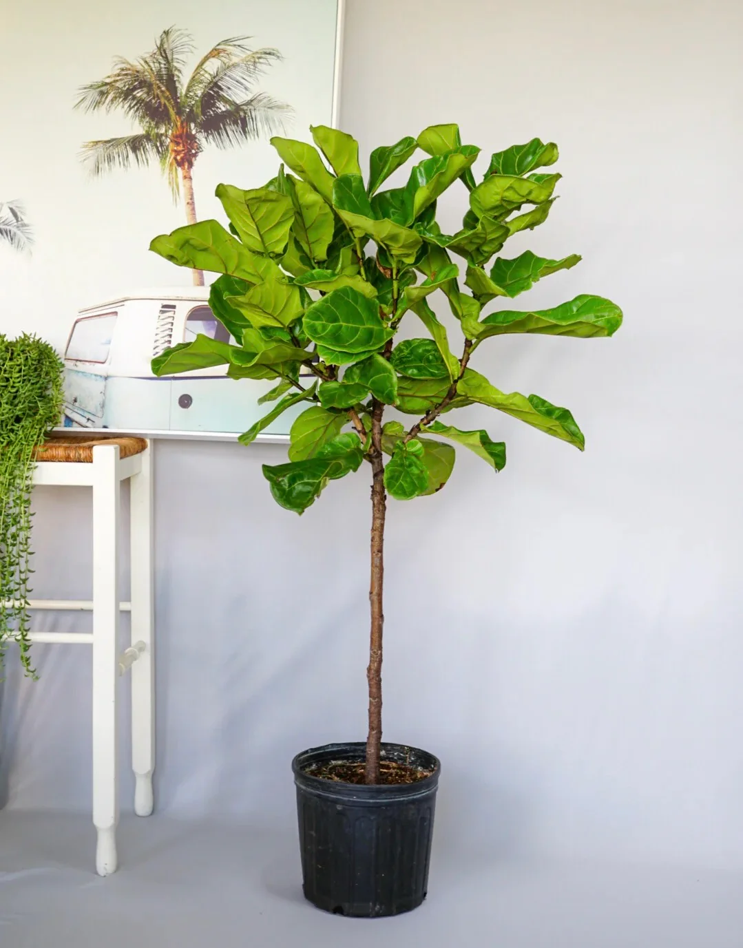 Ficus Lyrata Tree Form Single Stem, Fiddle Leaf Fig Tree - Image 10