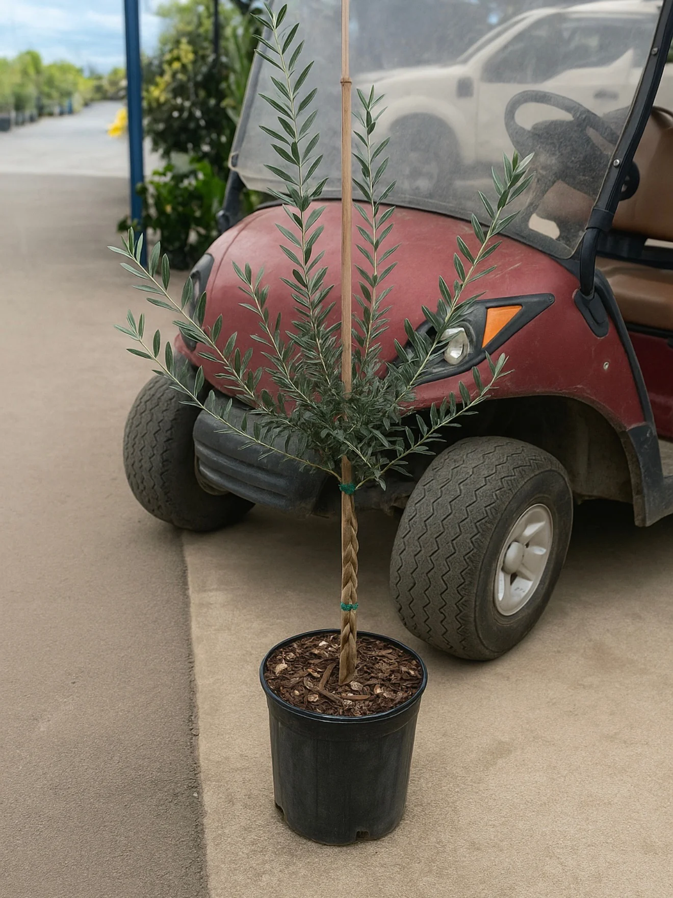 Braided Olive Tree Olea Europaea - Image 3