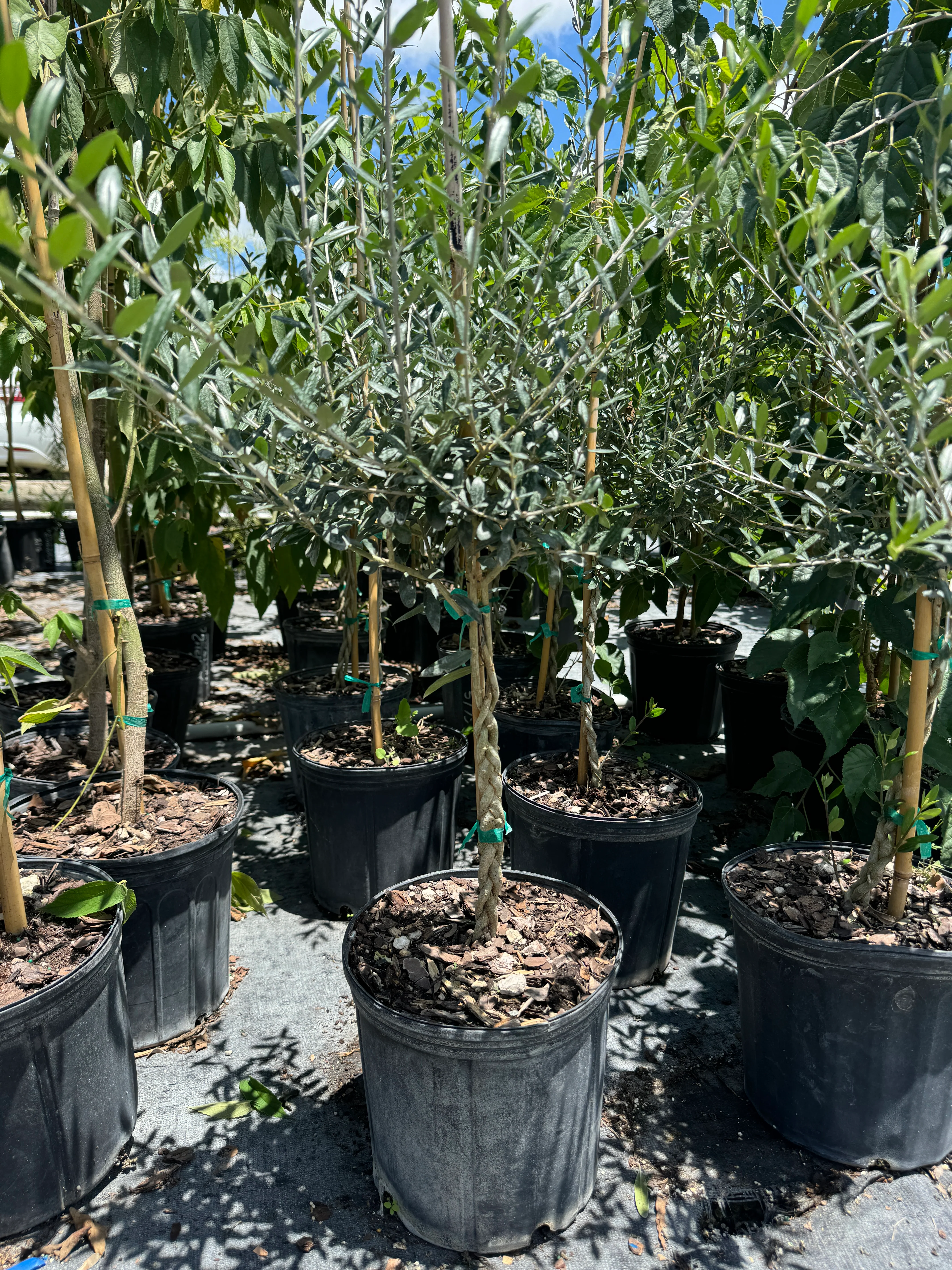 Braided Olive Tree Olea Europaea - Image 4