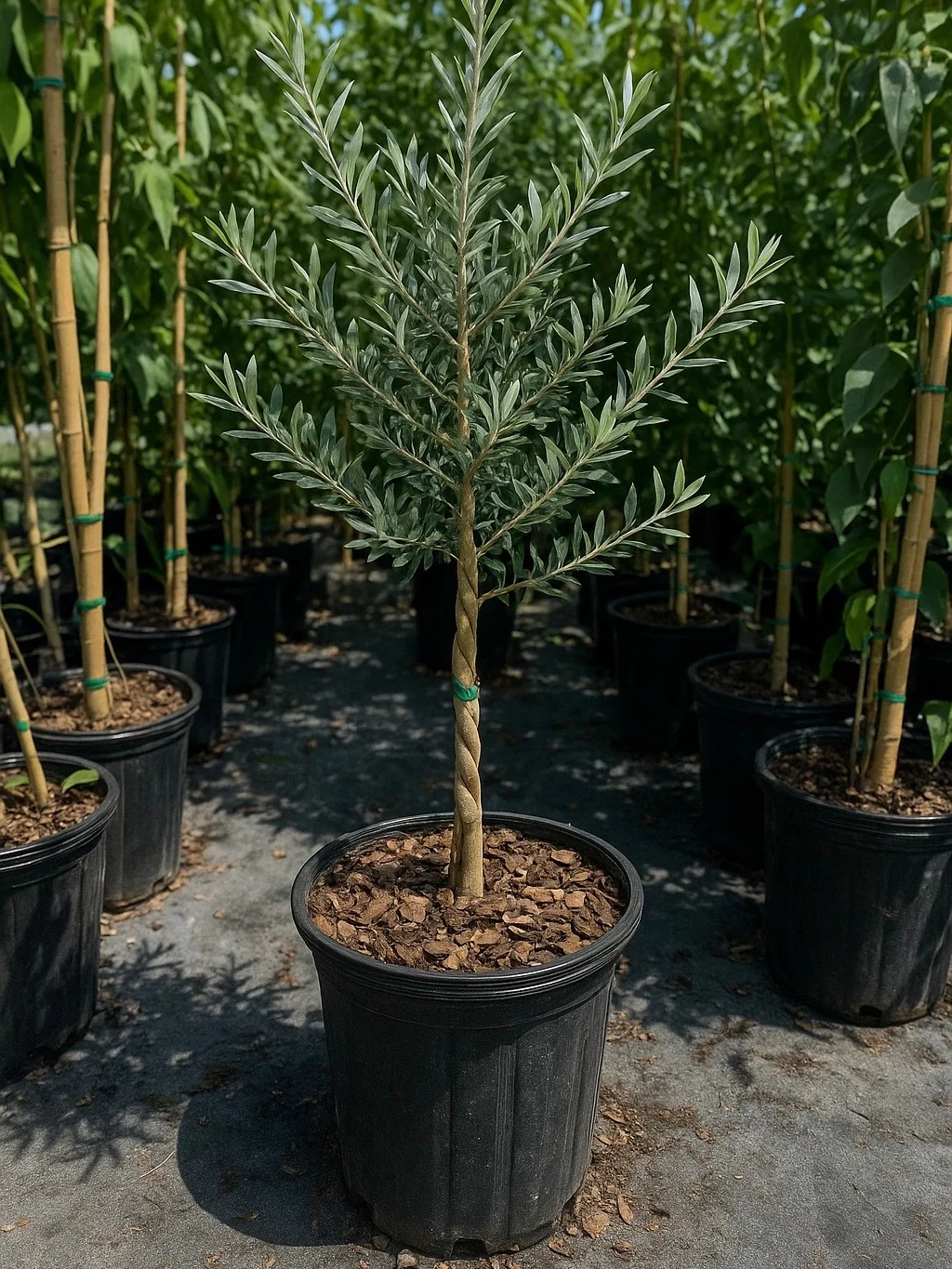 Braided Olive Tree Olea Europaea - Image 5