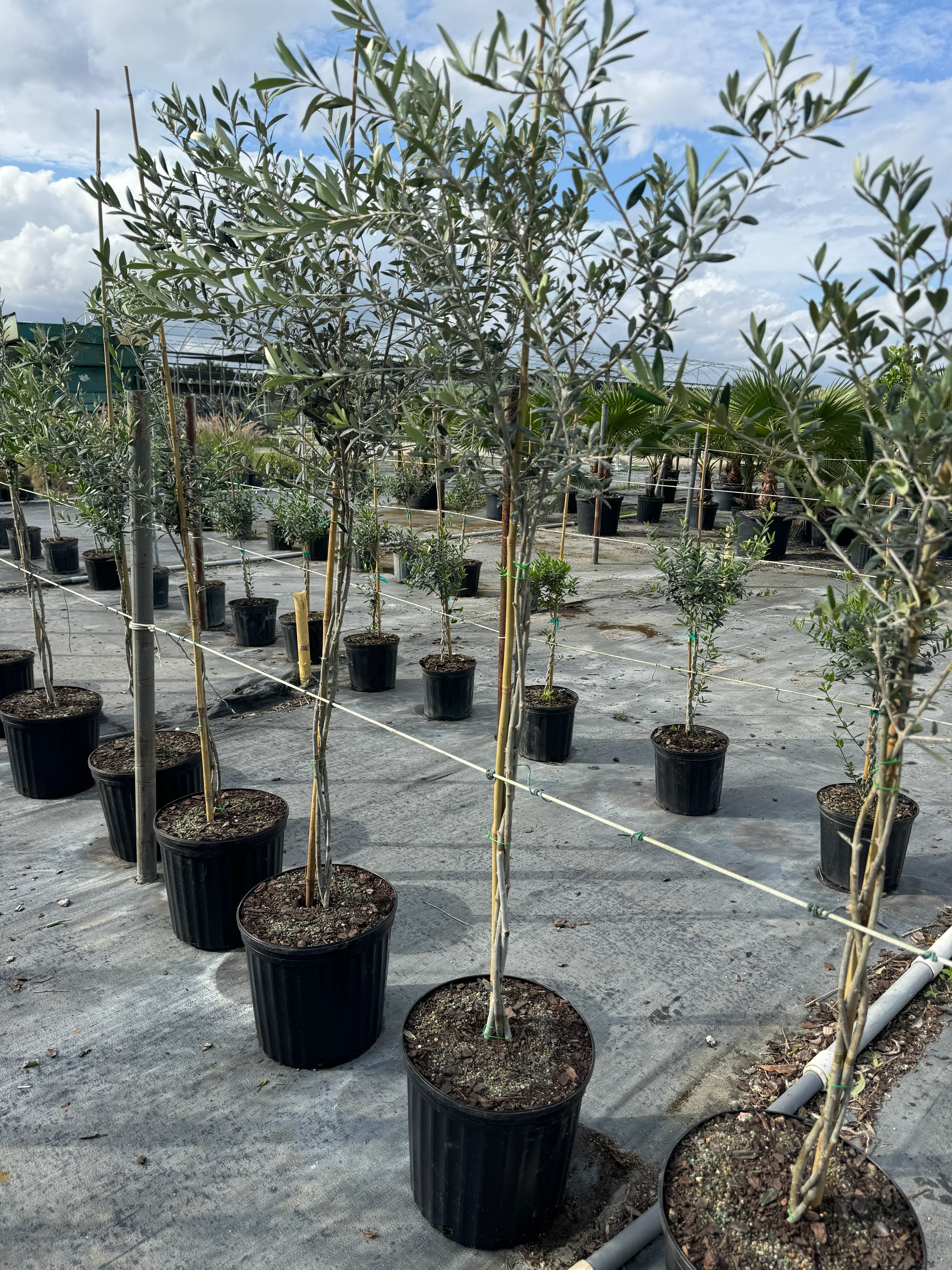 Braided Olive Tree Olea Europaea - Image 6