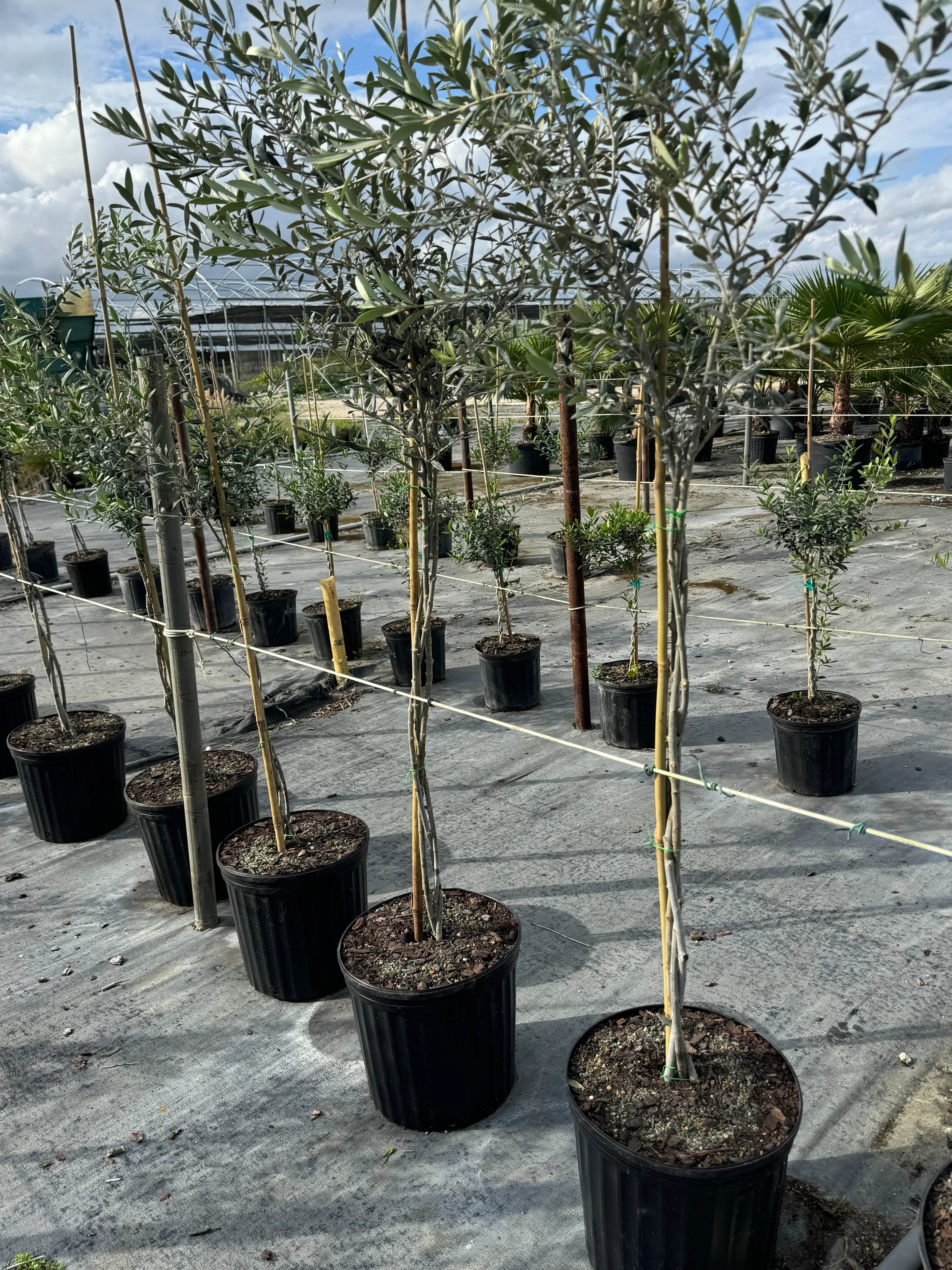 Braided Olive Tree Olea Europaea - Image 7