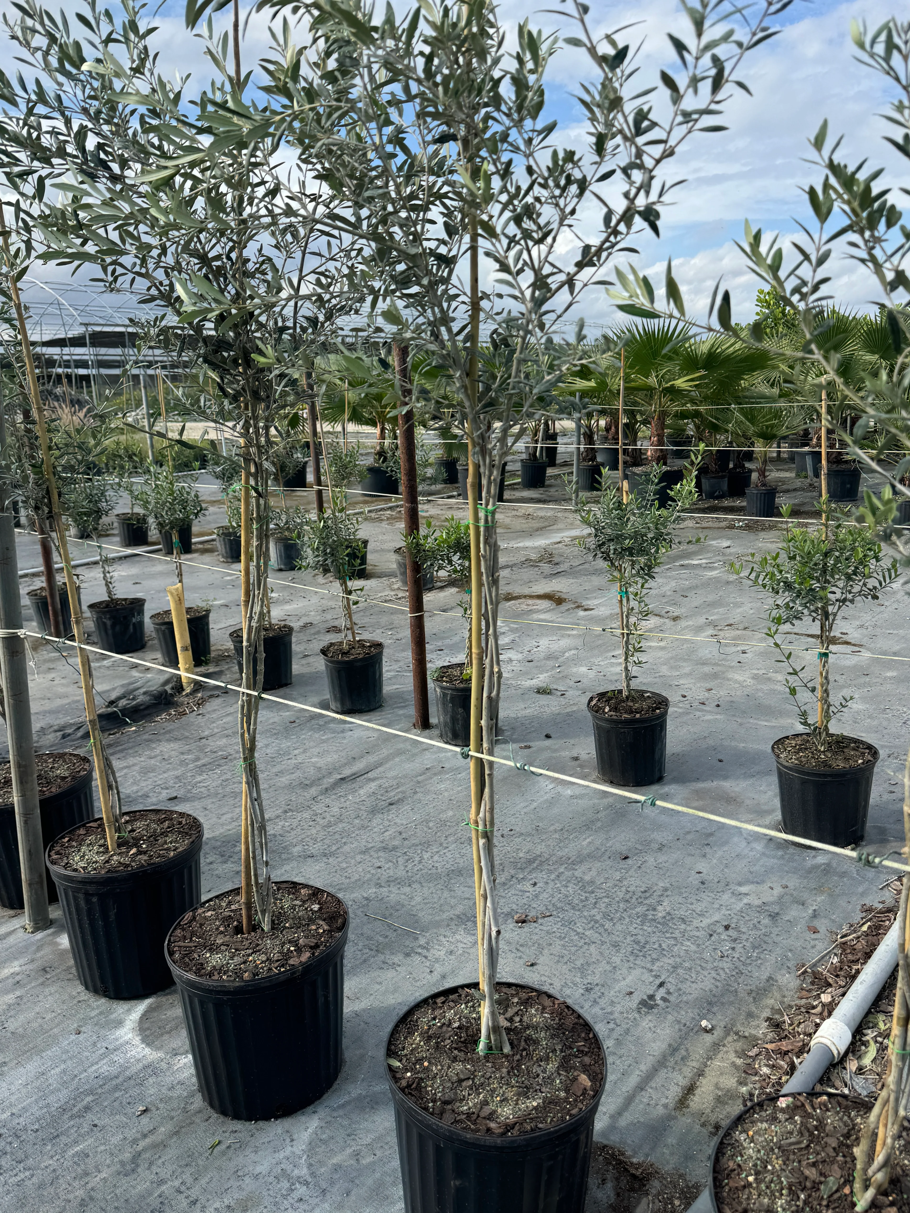 Braided Olive Tree Olea Europaea - Image 8
