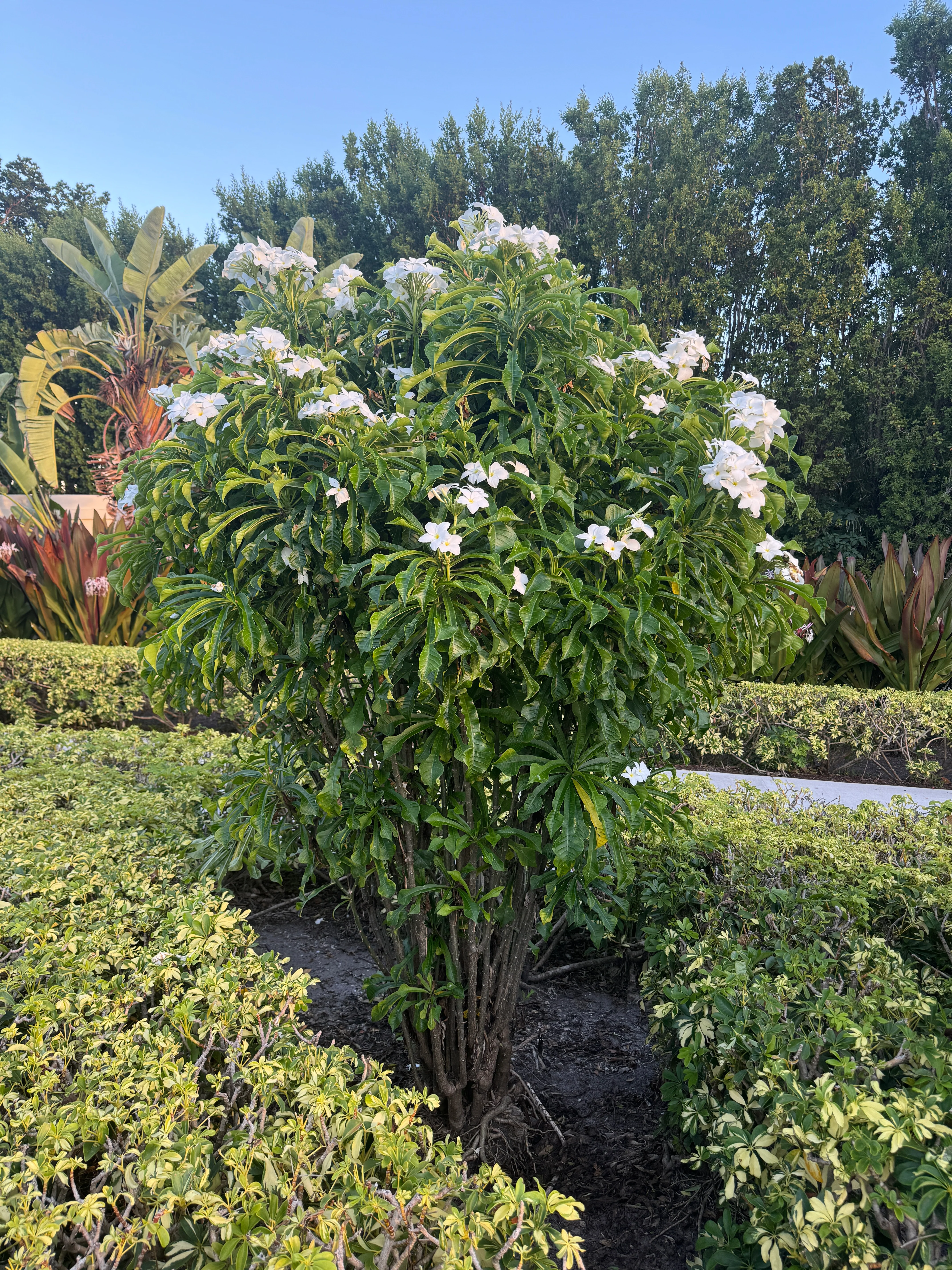 Bridal Bouquet Plumeria White Flowering Tree - Image 10