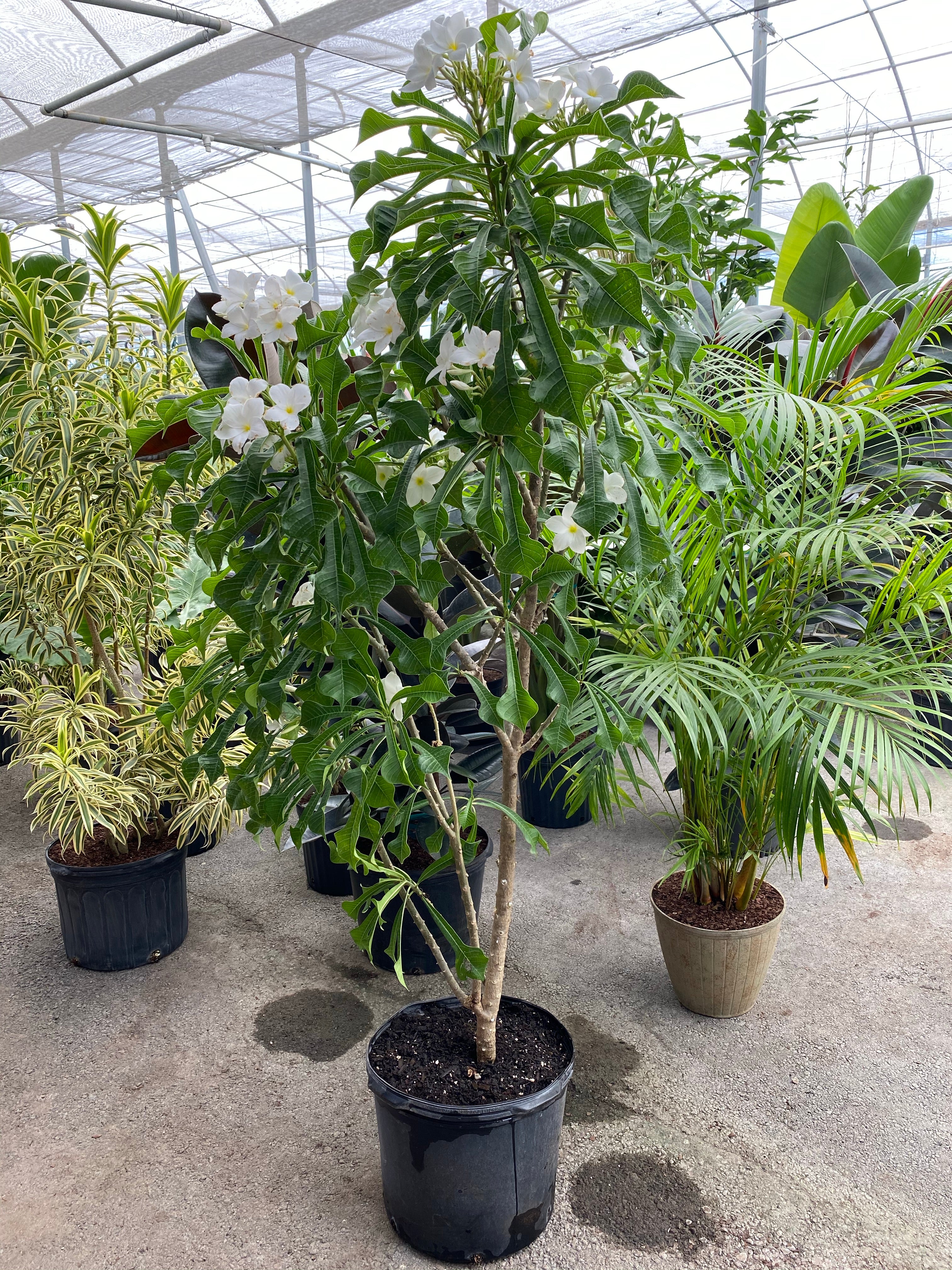 Bridal Bouquet Plumeria White Flowering Tree - Image 6