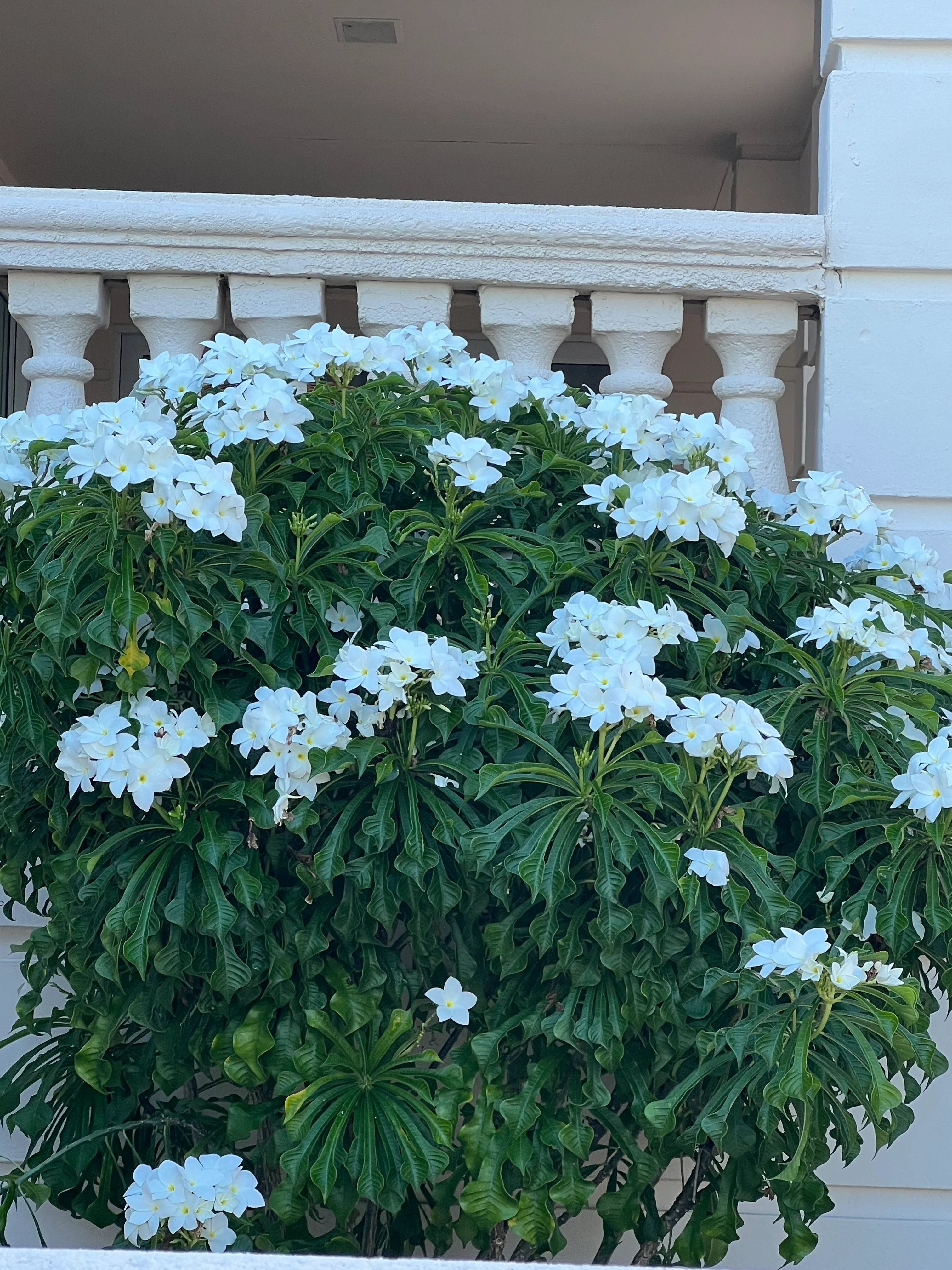 Bridal Bouquet Plumeria White Flowering Tree - Image 7