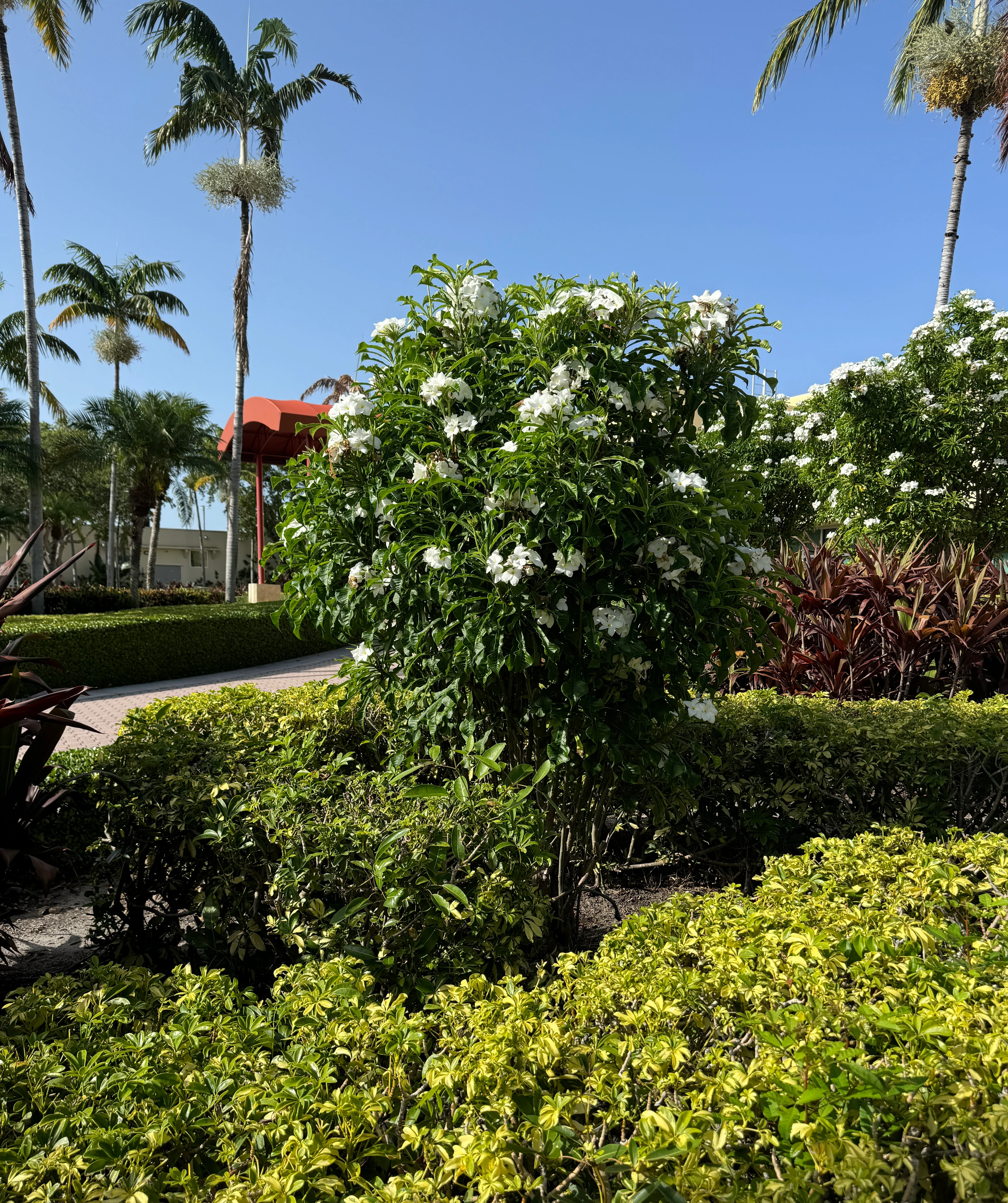 Bridal Bouquet Plumeria White Flowering Tree - Image 8