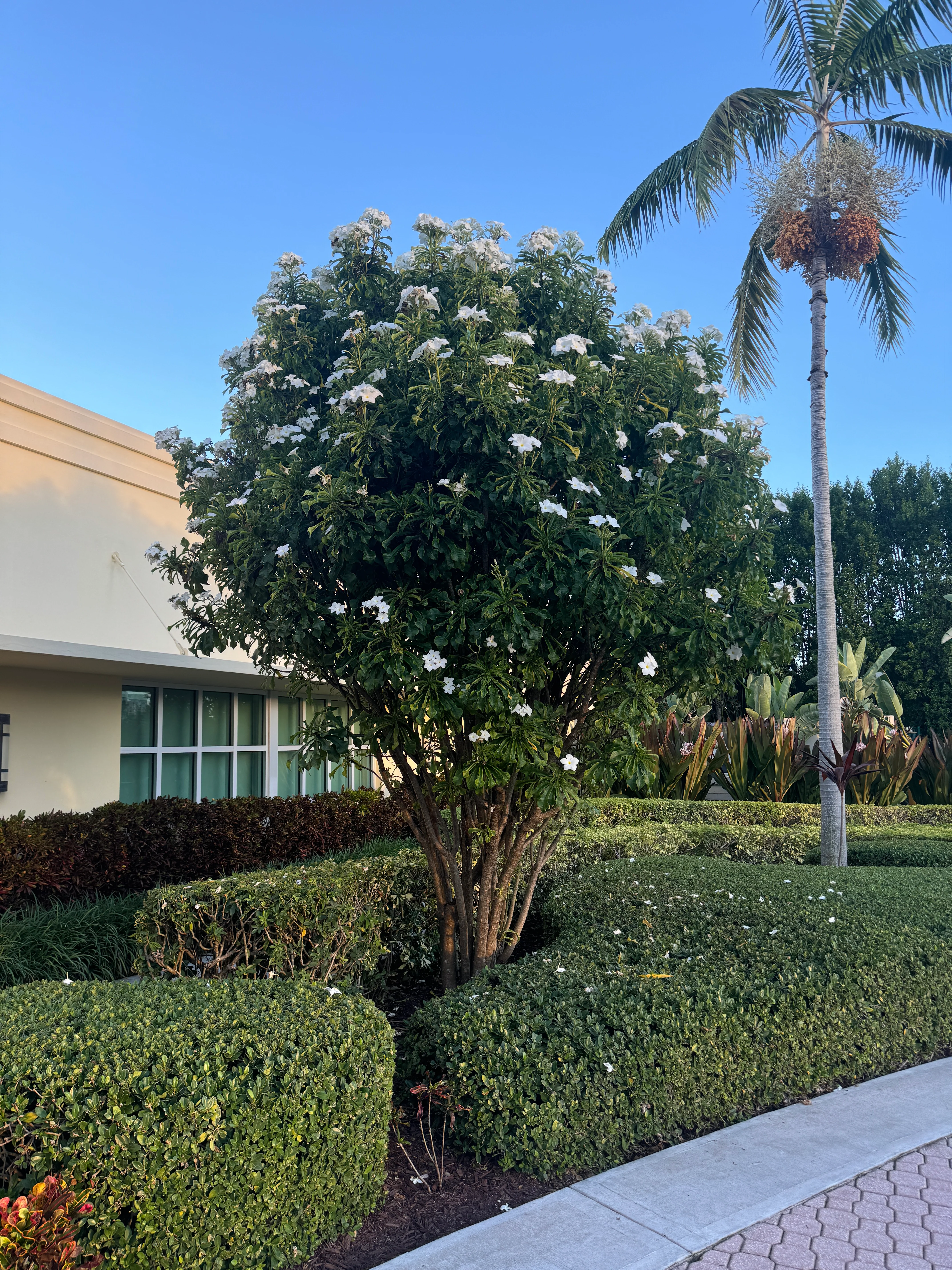 Bridal Bouquet Plumeria White Flowering Tree - Image 9