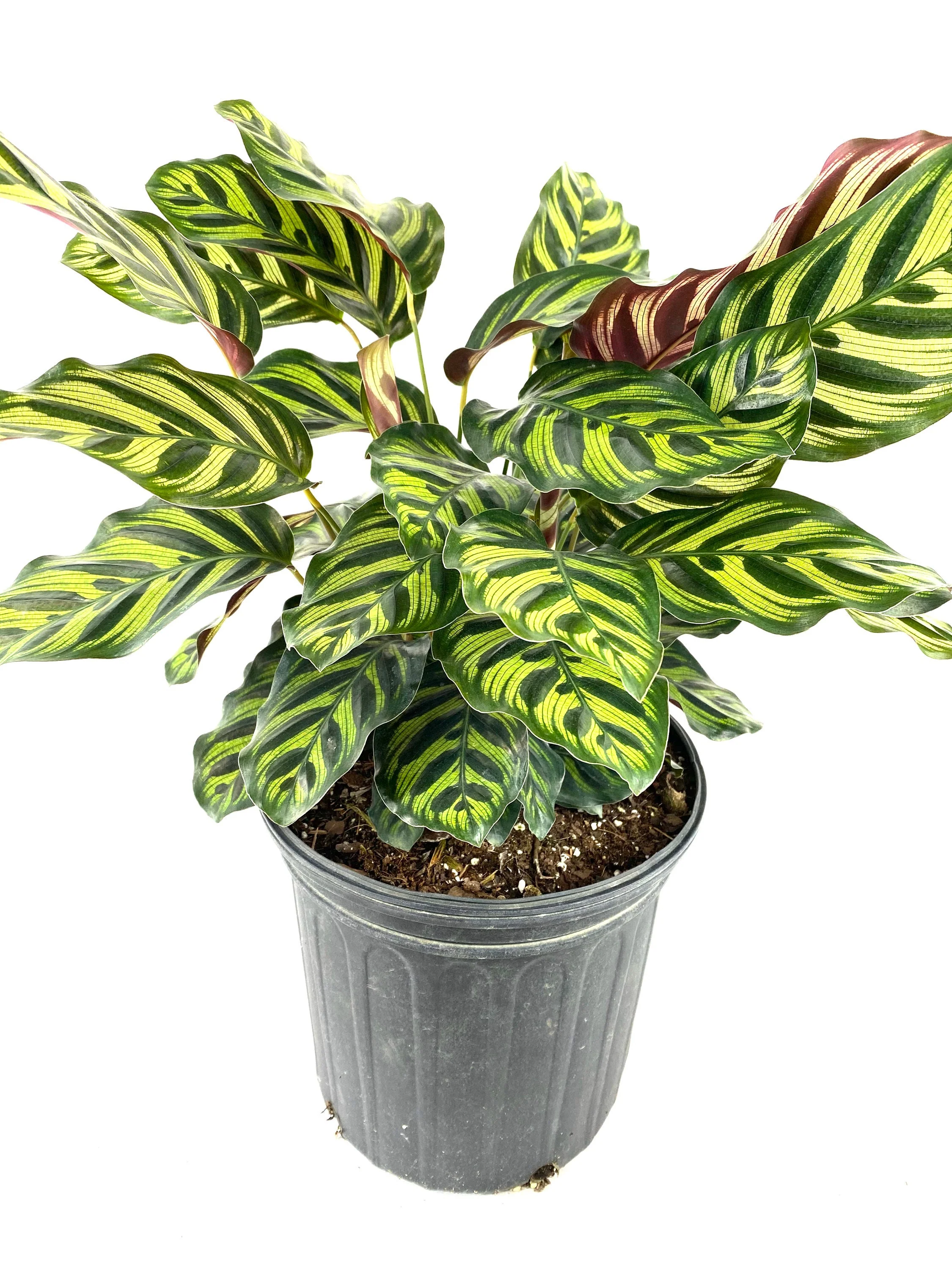 Calathea Makoyana, Prayer Plants - Image 3