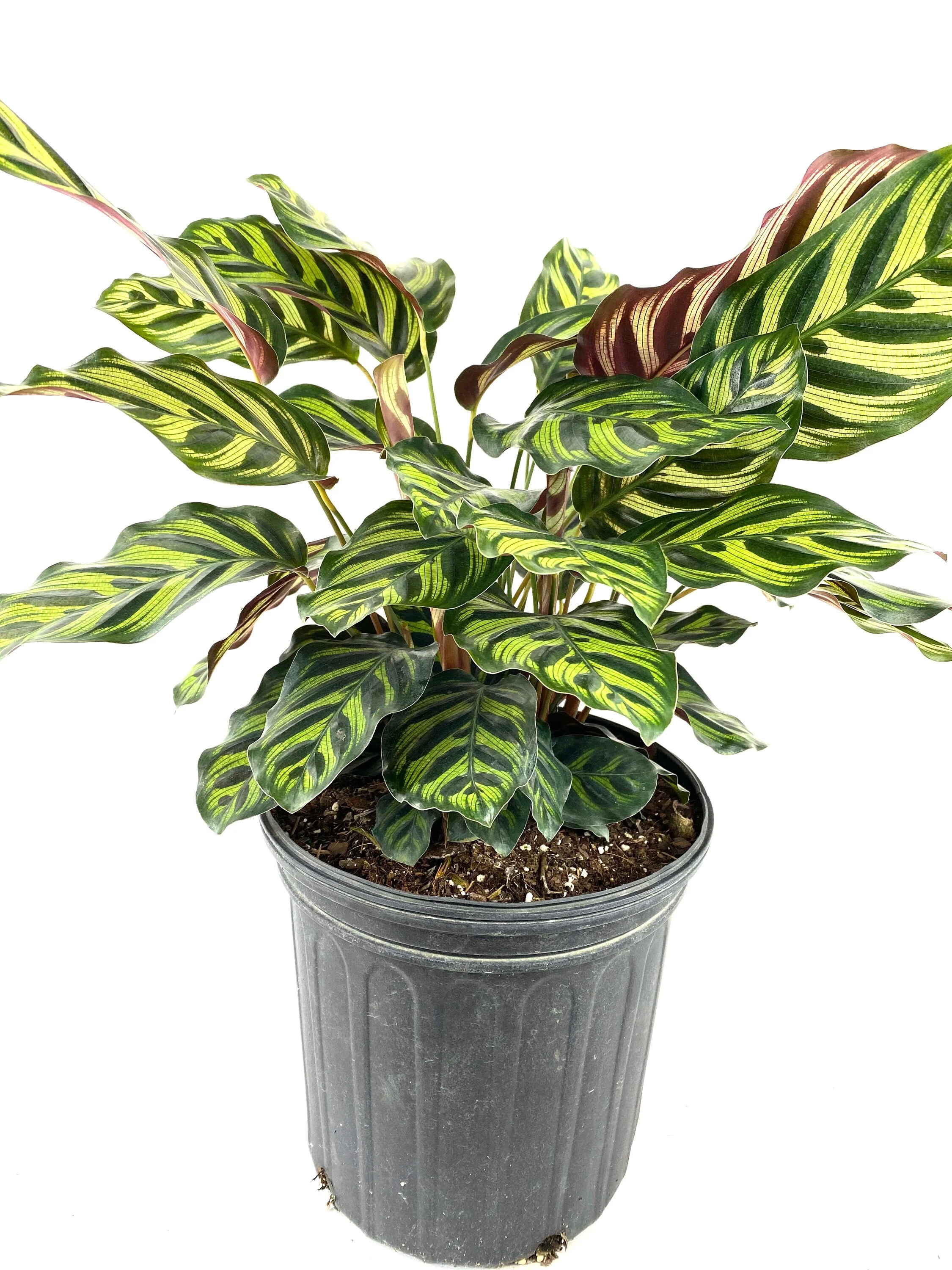 Calathea Makoyana, Prayer Plants - Image 4