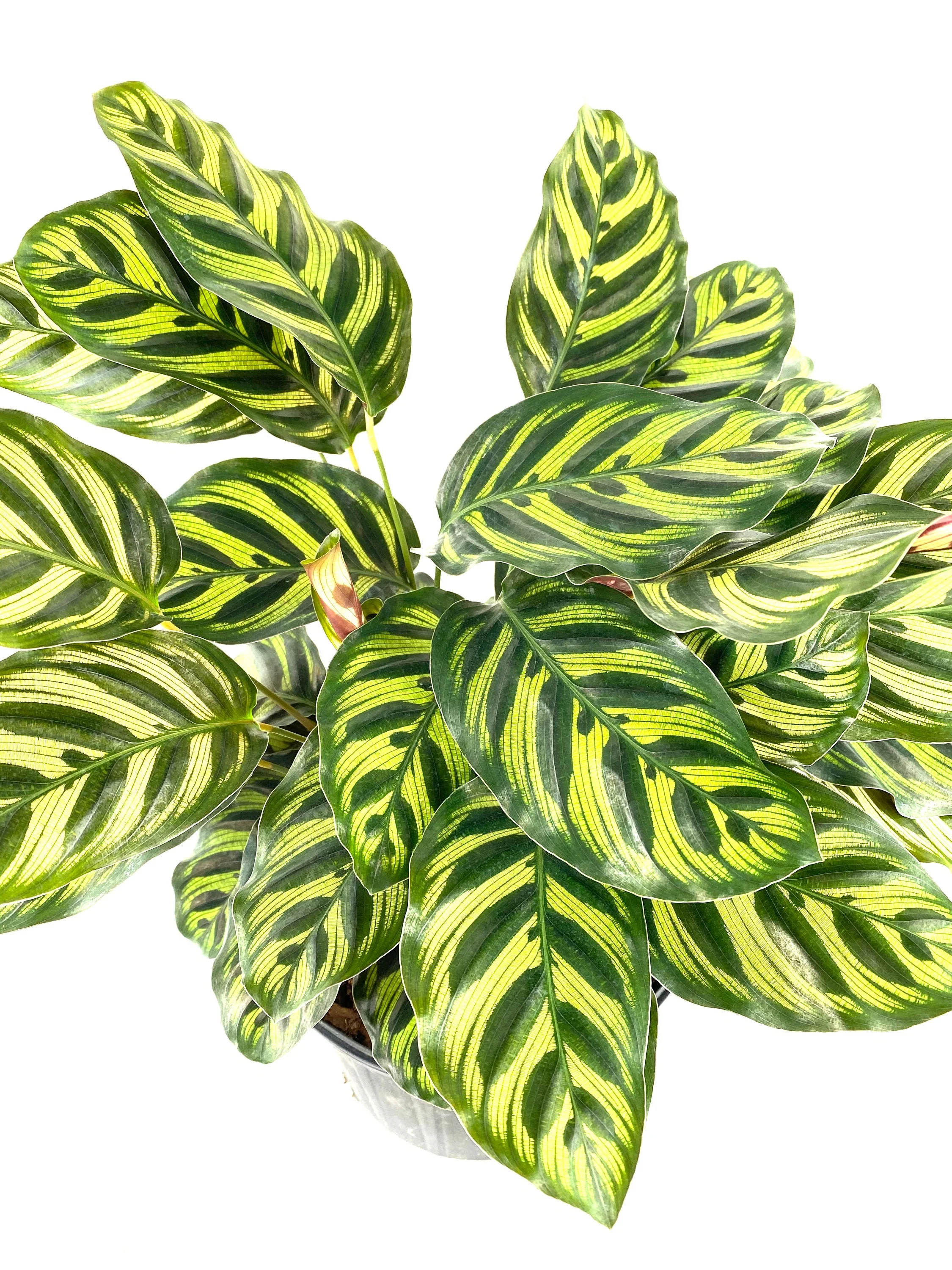 Calathea Makoyana, Prayer Plants - Image 5