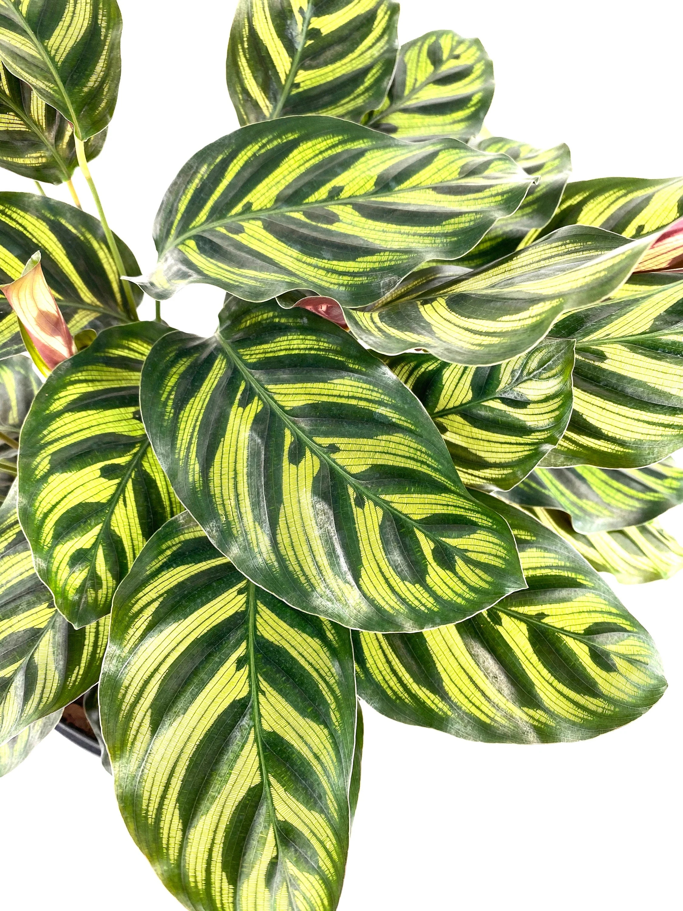 Calathea Makoyana, Prayer Plants - Image 6