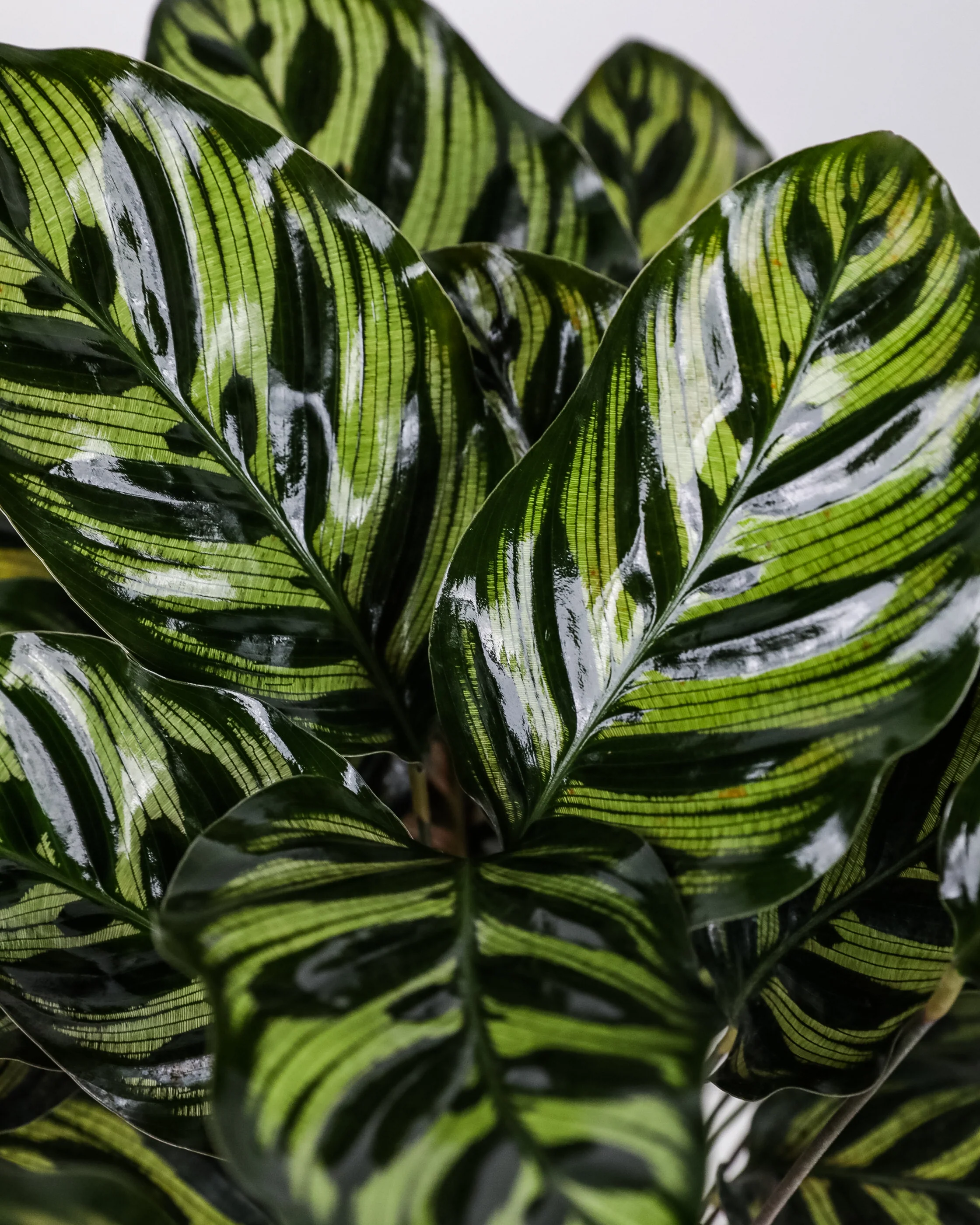 Calathea Makoyana, Prayer Plants - Image 7