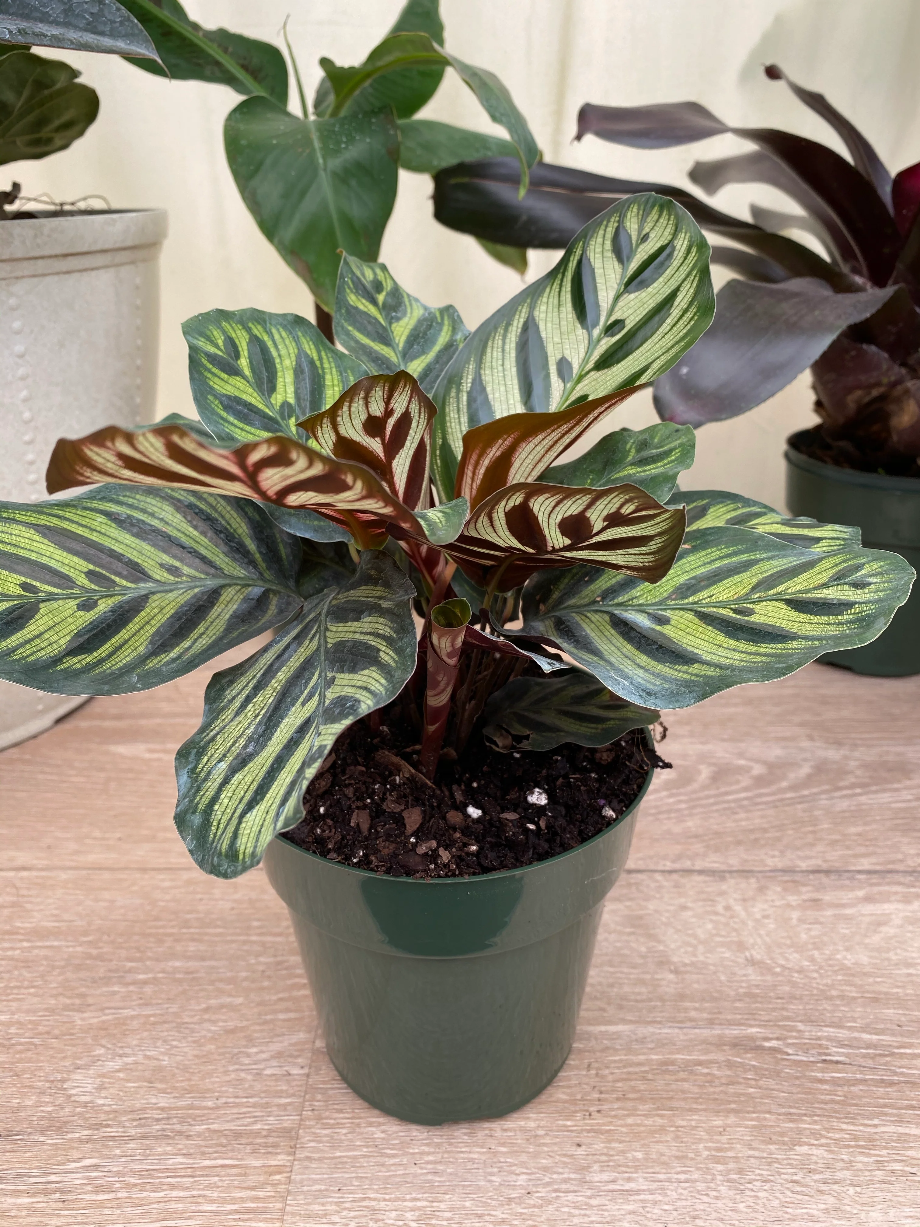 Calathea Makoyana, Prayer Plants - Image 8