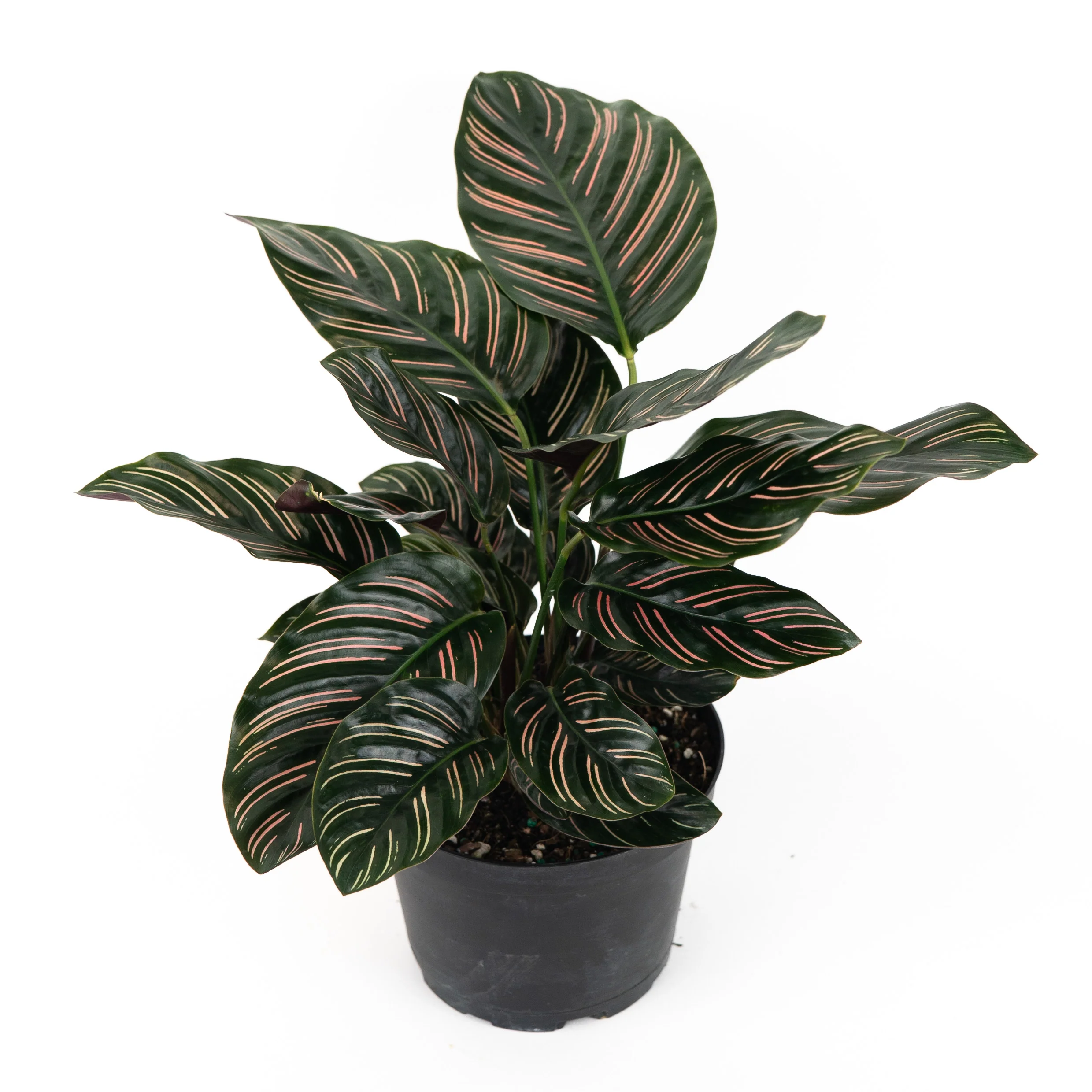 Calathea Pink Stripes Ornata Prayer Plants - Image 3