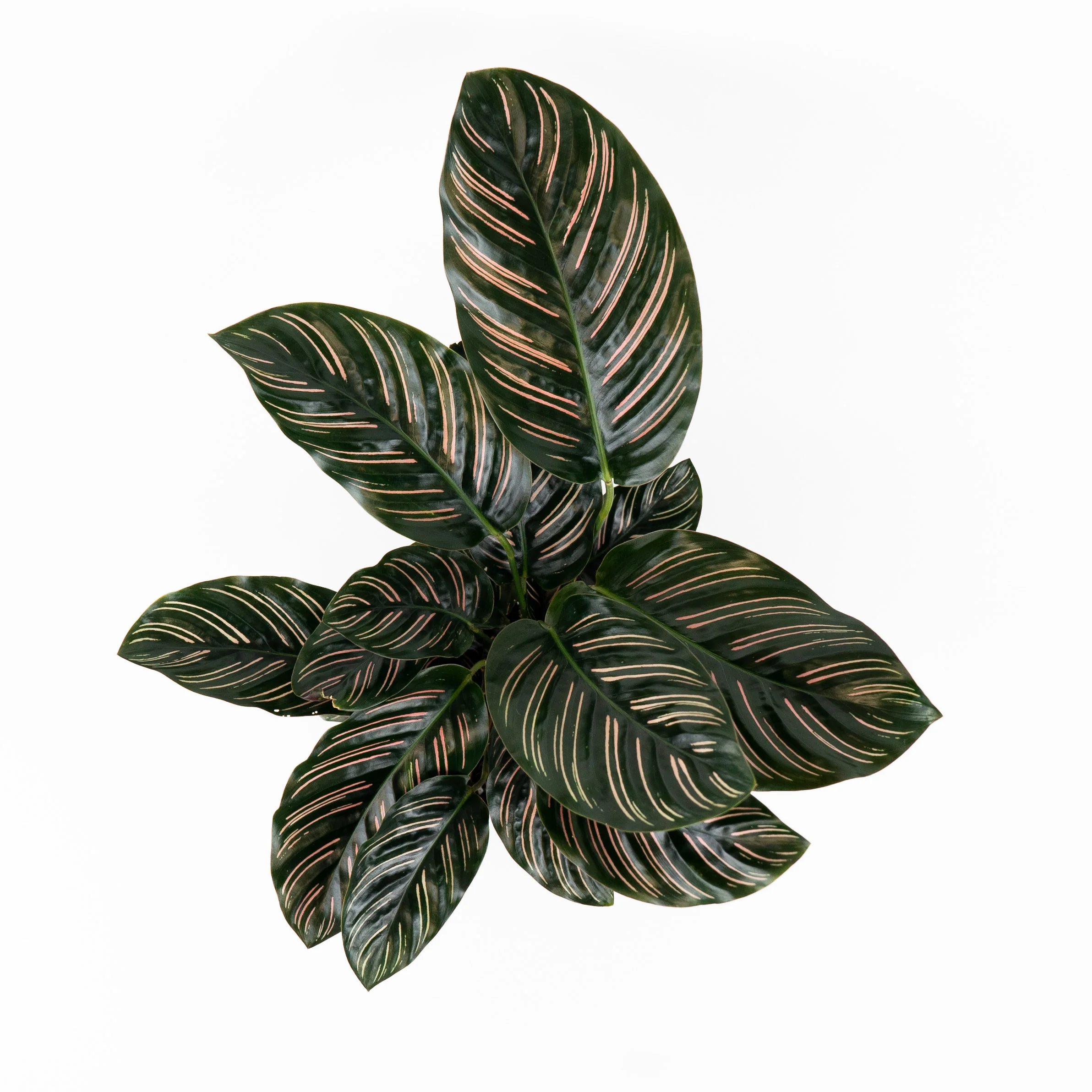 Calathea Pink Stripes Ornata Prayer Plants - Image 4