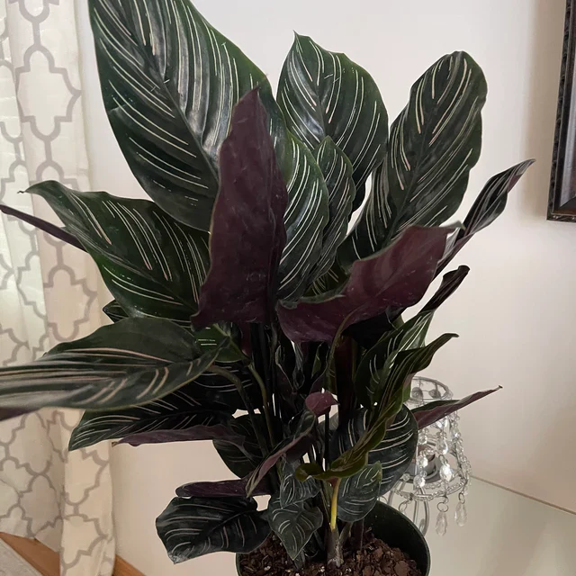 Calathea Pink Stripes Ornata Prayer Plants - Image 5