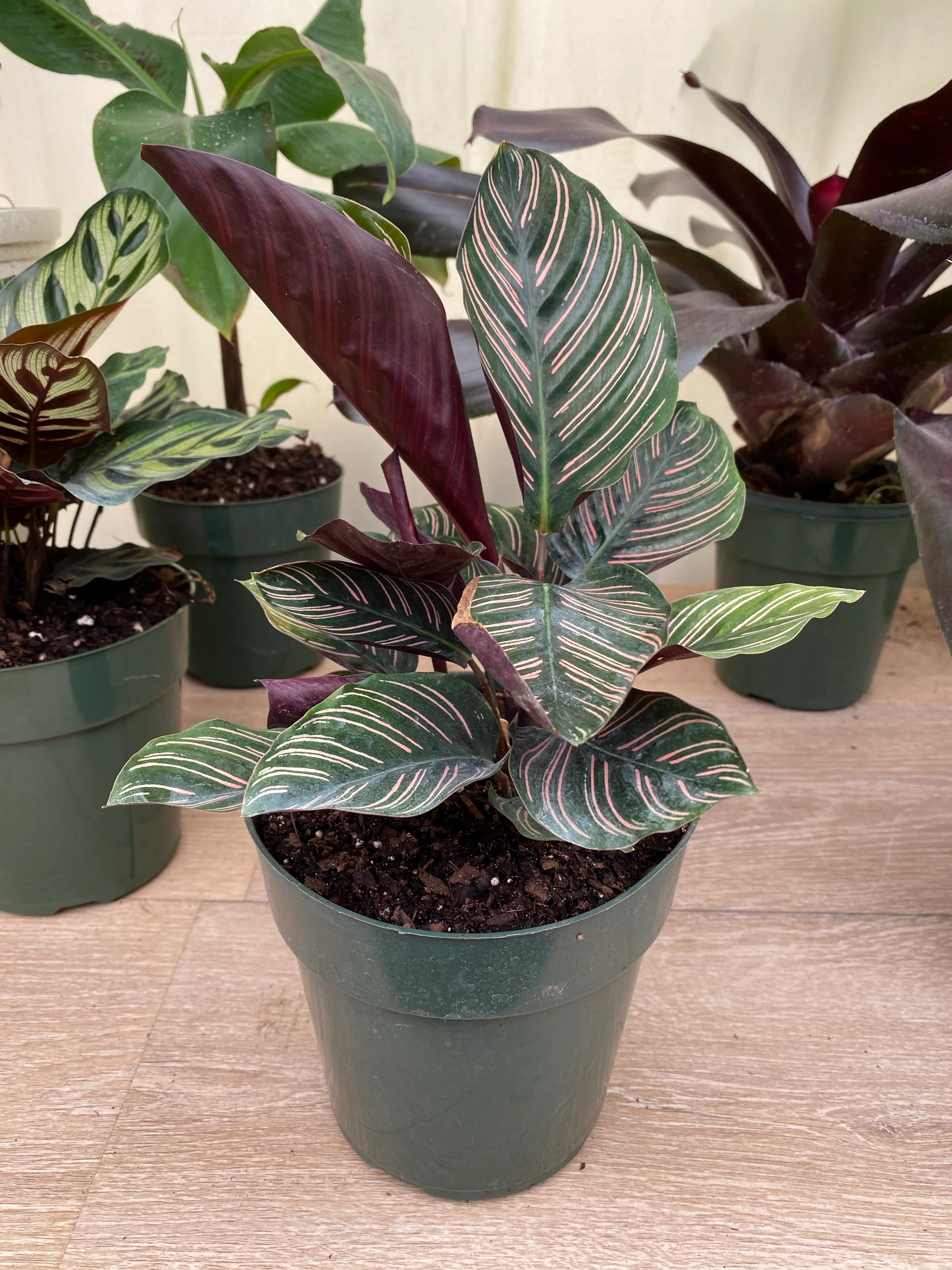 Calathea Pink Stripes Ornata Prayer Plants - Image 7