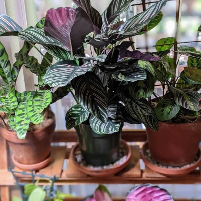 Calathea Pink Stripes Ornata Prayer Plants - Image 8