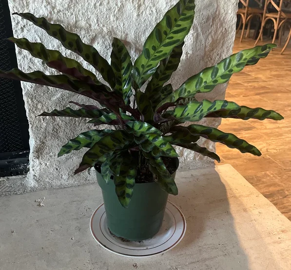 Calathea RattleSnake Prayer Plants - Image 10