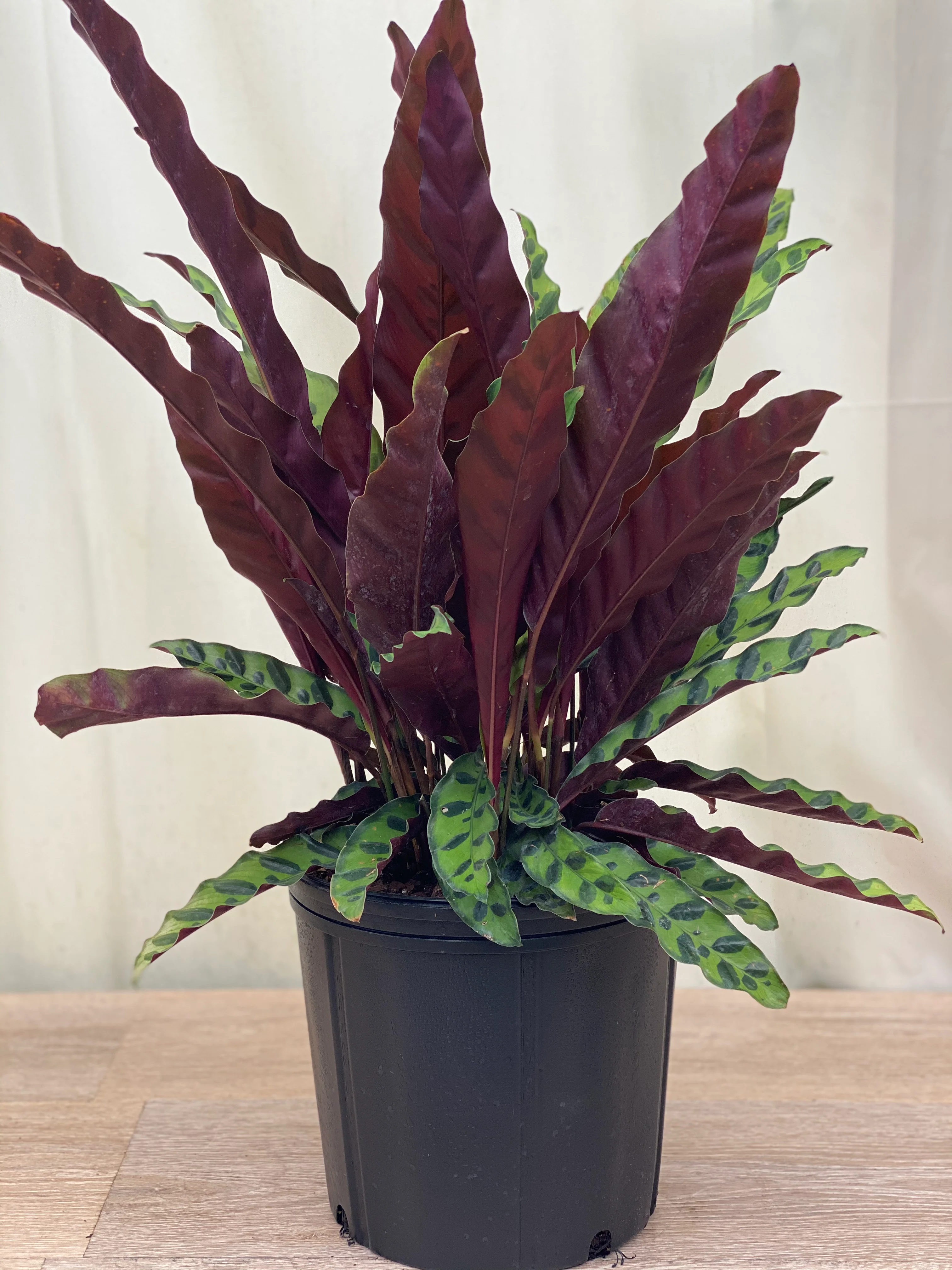 Calathea RattleSnake Prayer Plants - Image 11