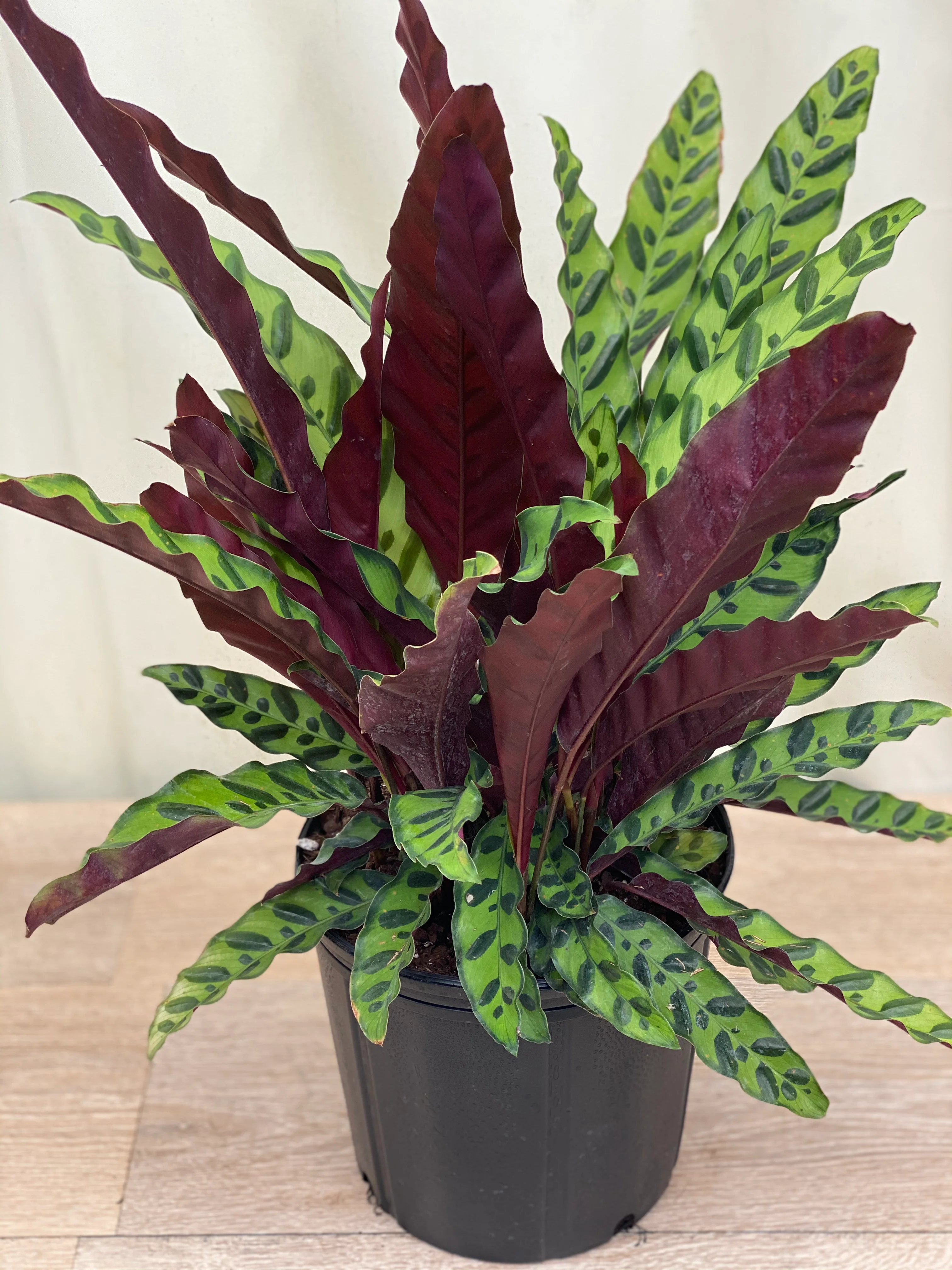 Calathea RattleSnake Prayer Plants - Image 12