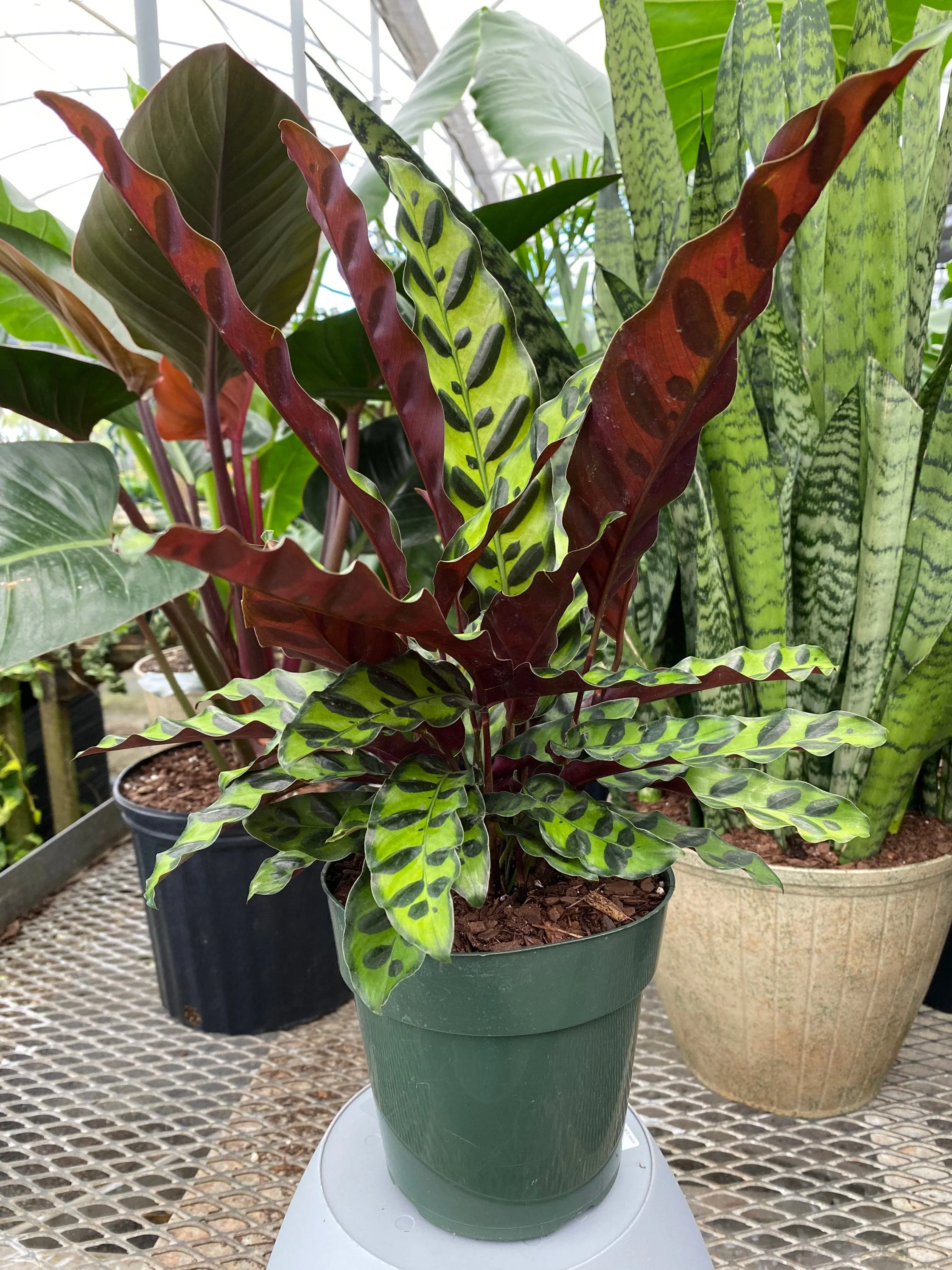 Calathea RattleSnake Prayer Plants - Image 3
