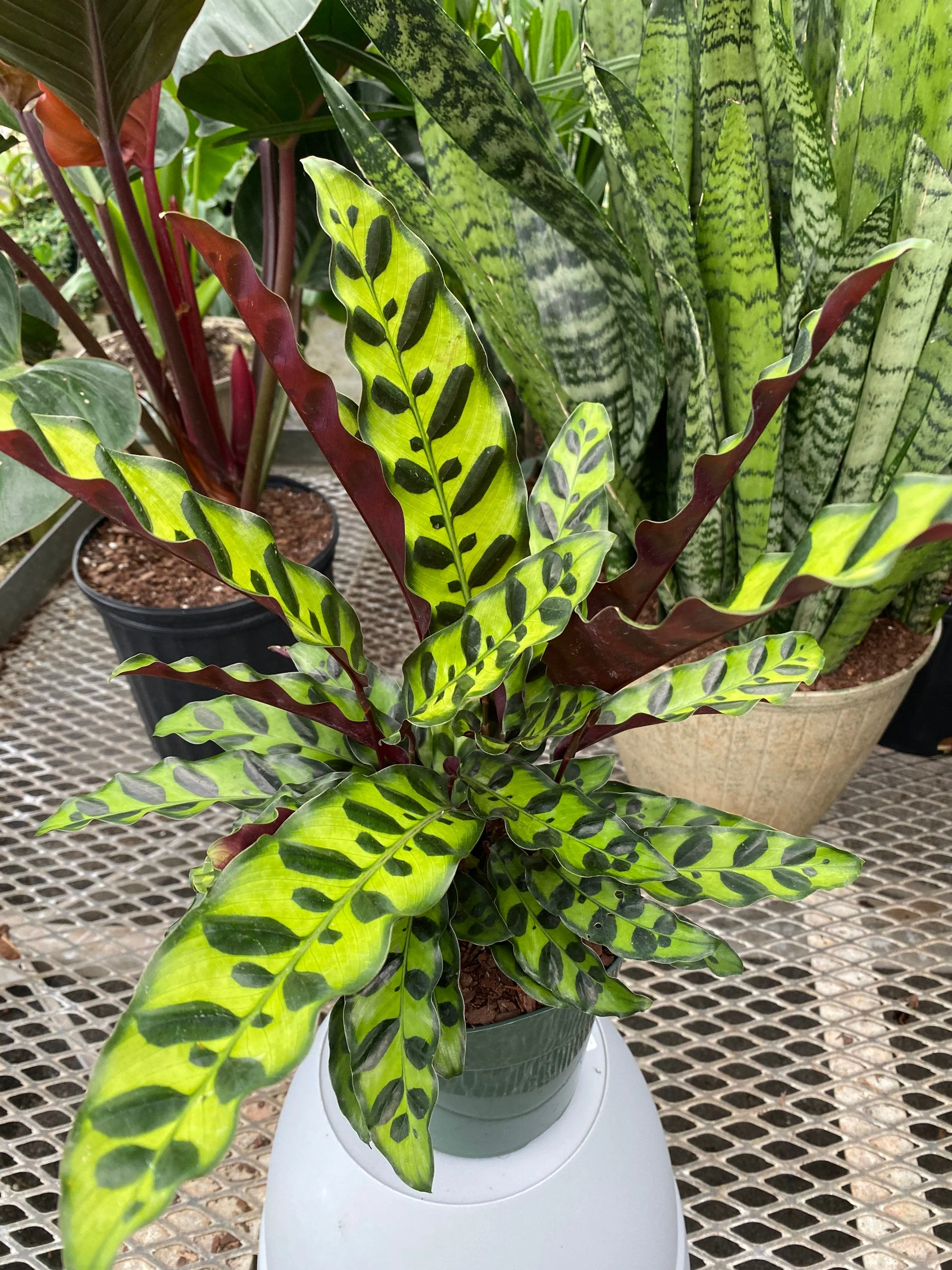 Calathea RattleSnake Prayer Plants - Image 4