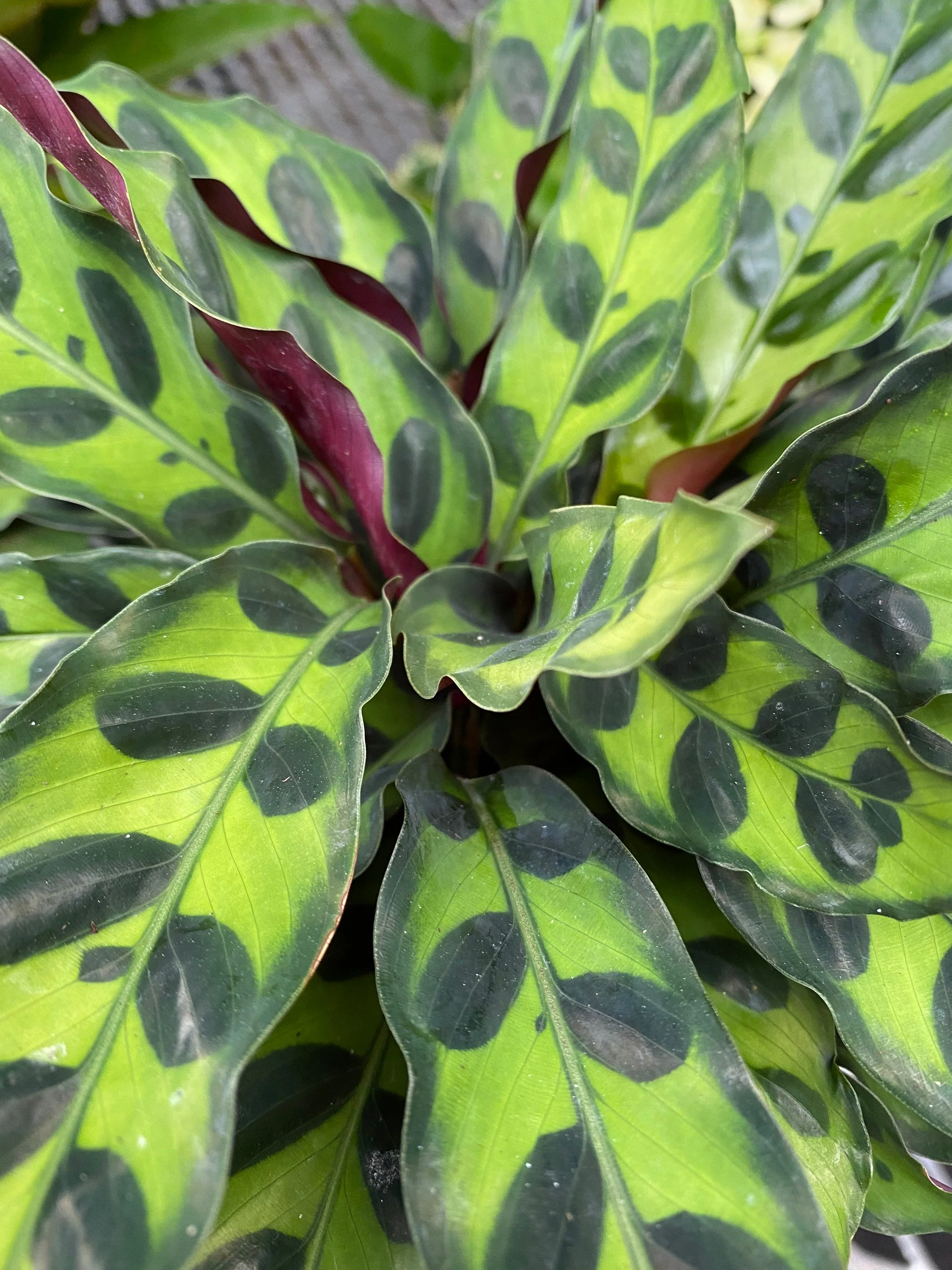 Calathea RattleSnake Prayer Plants - Image 5