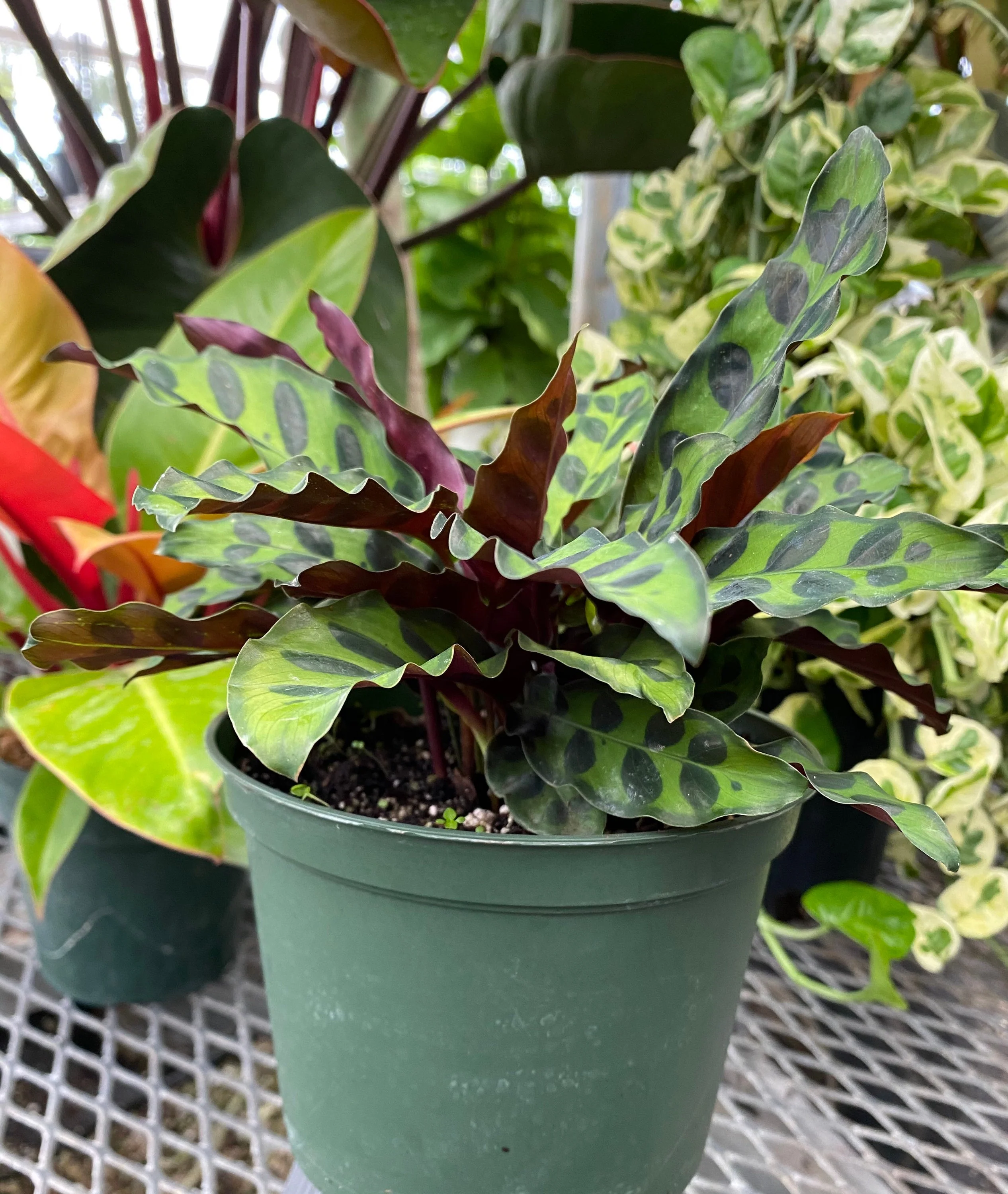 Calathea RattleSnake Prayer Plants - Image 6
