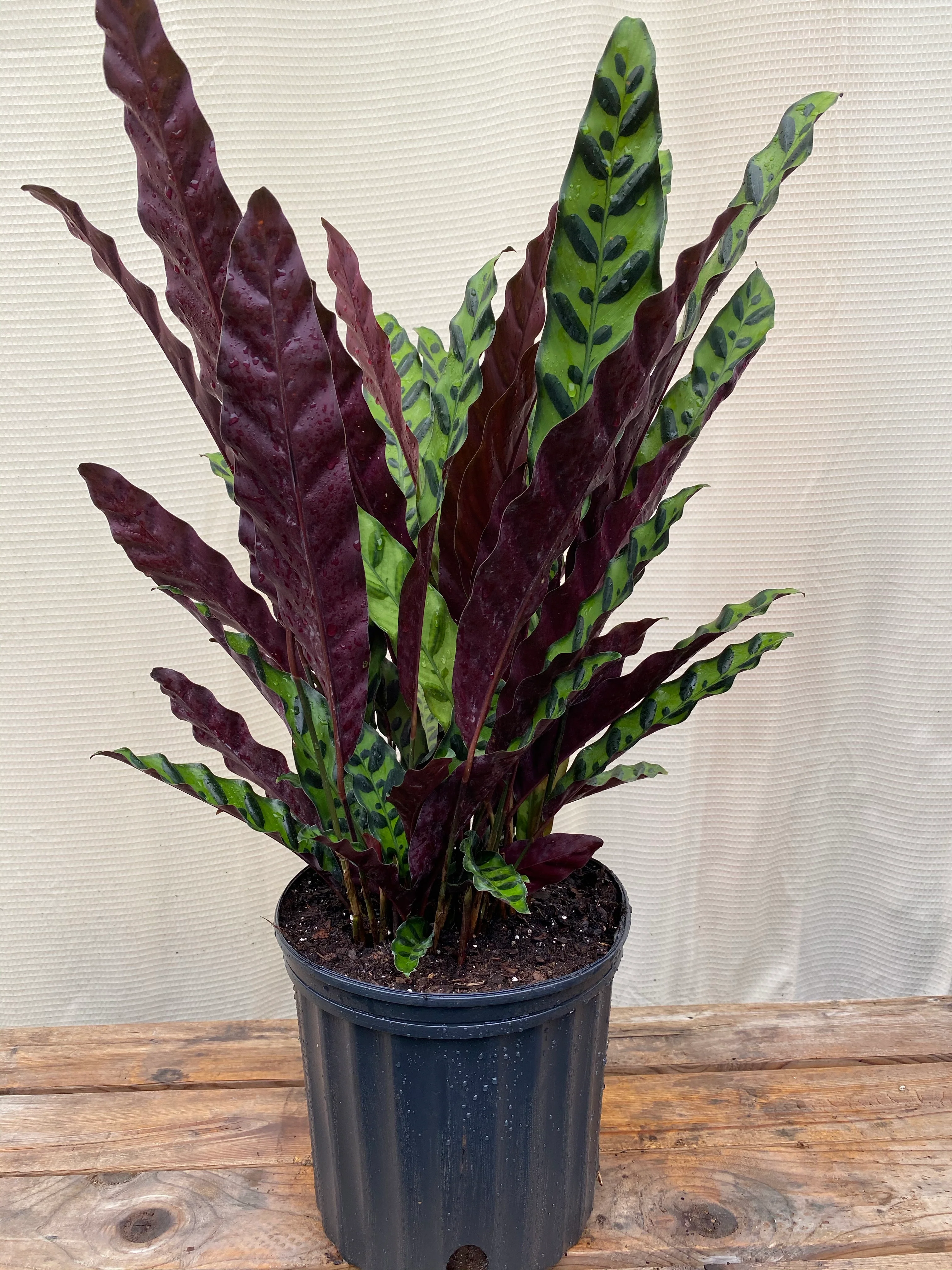 Calathea RattleSnake Prayer Plants - Image 7