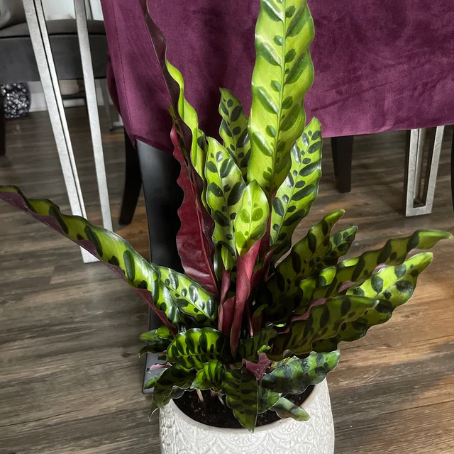 Calathea RattleSnake Prayer Plants - Image 8