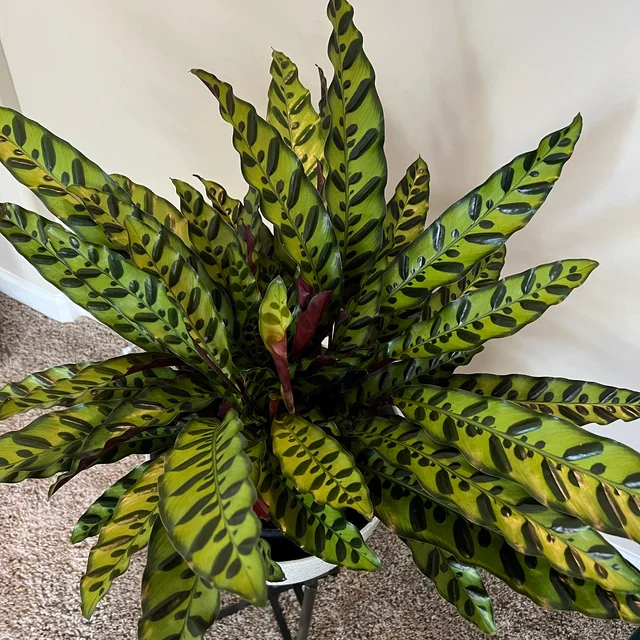 Calathea RattleSnake Prayer Plants - Image 9