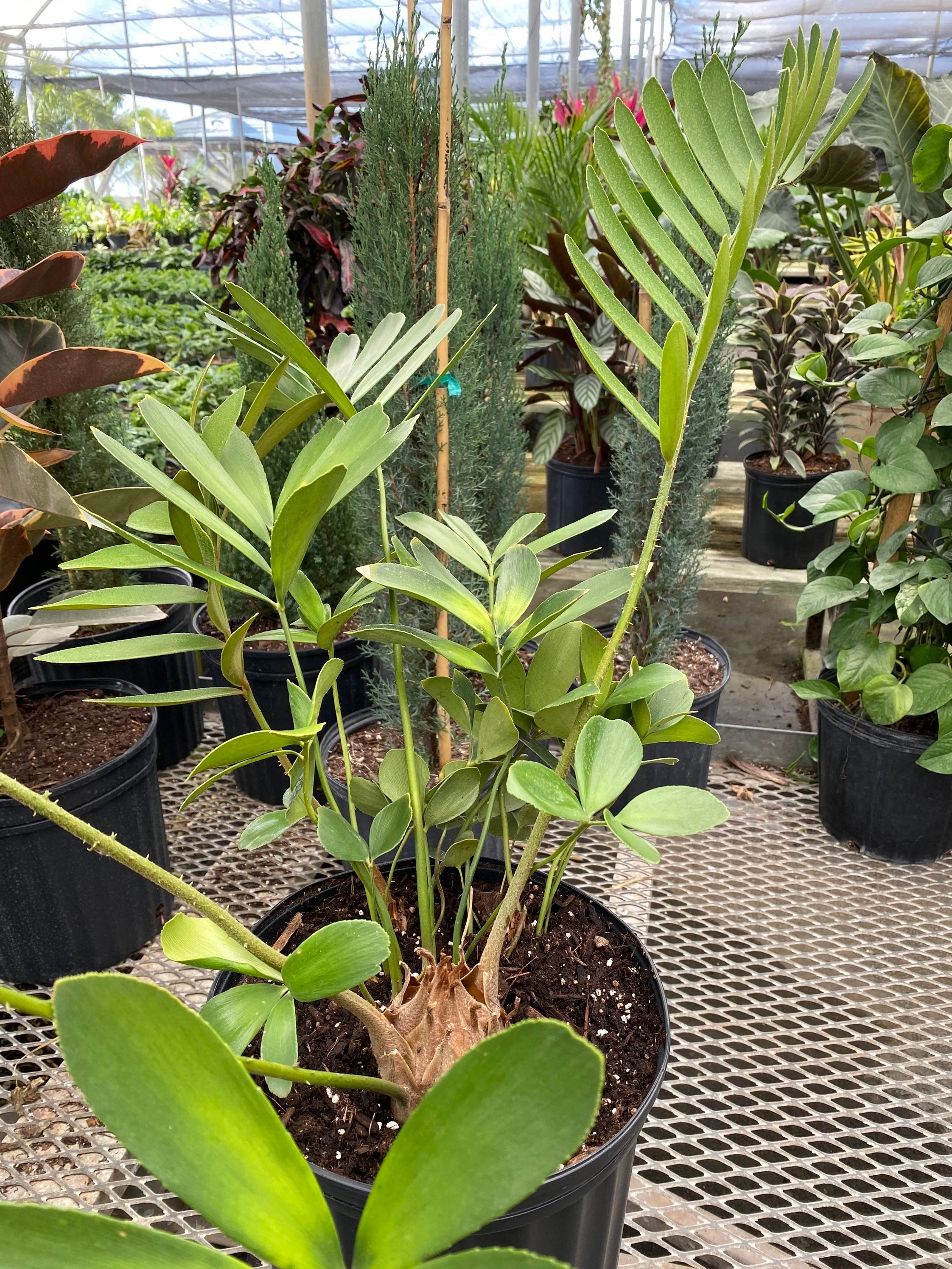 Cardboard Palm Tree, Zamia Furfuracea Cycad - Image 3