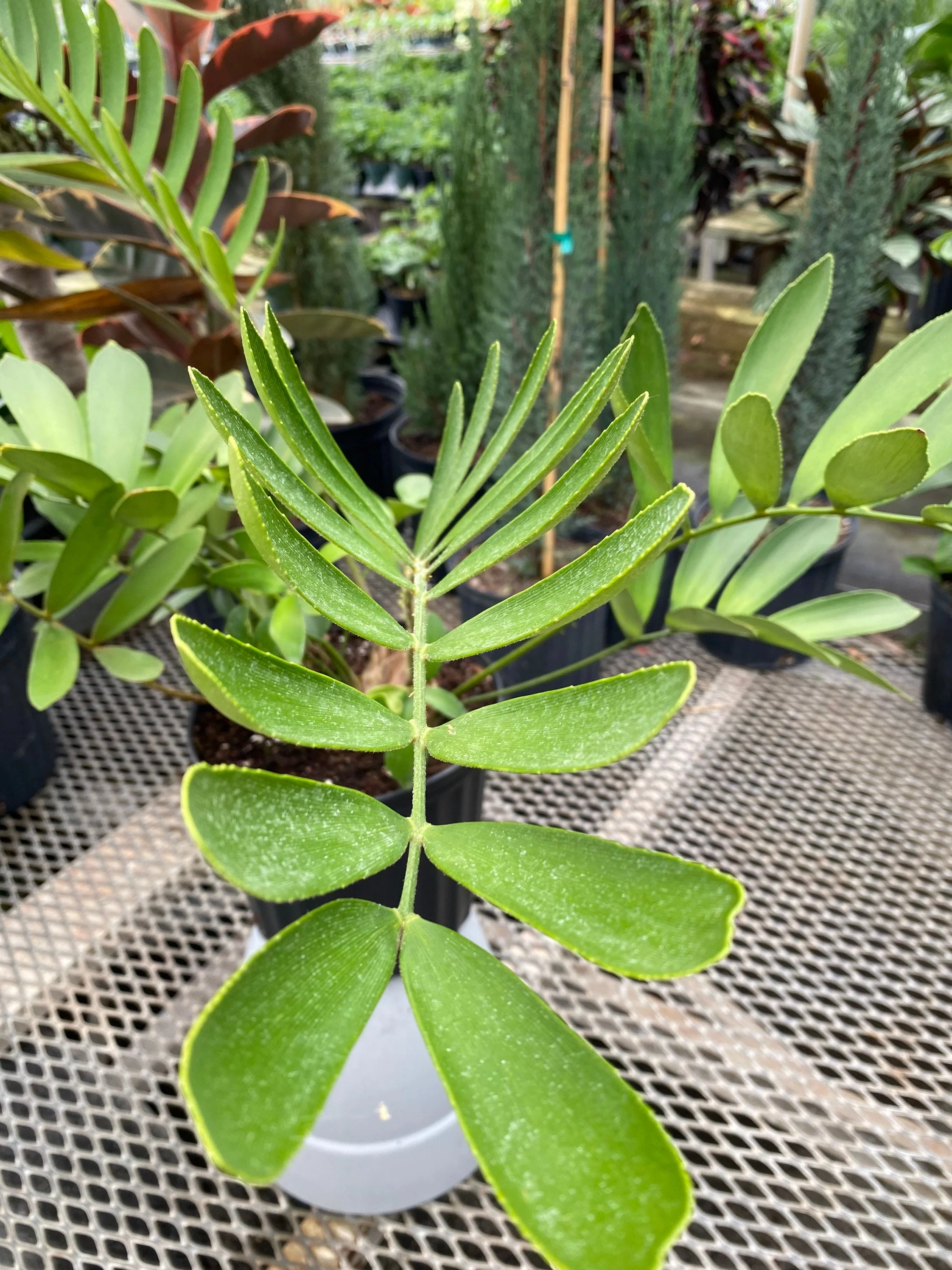 Cardboard Palm Tree, Zamia Furfuracea Cycad - Image 4