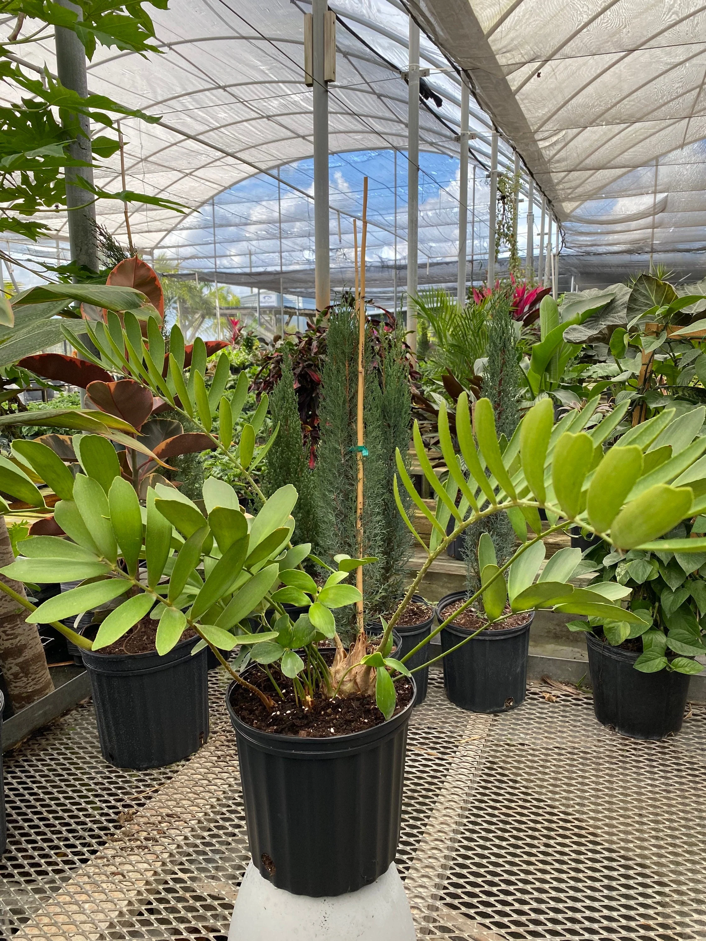 Cardboard Palm Tree, Zamia Furfuracea Cycad - Image 5