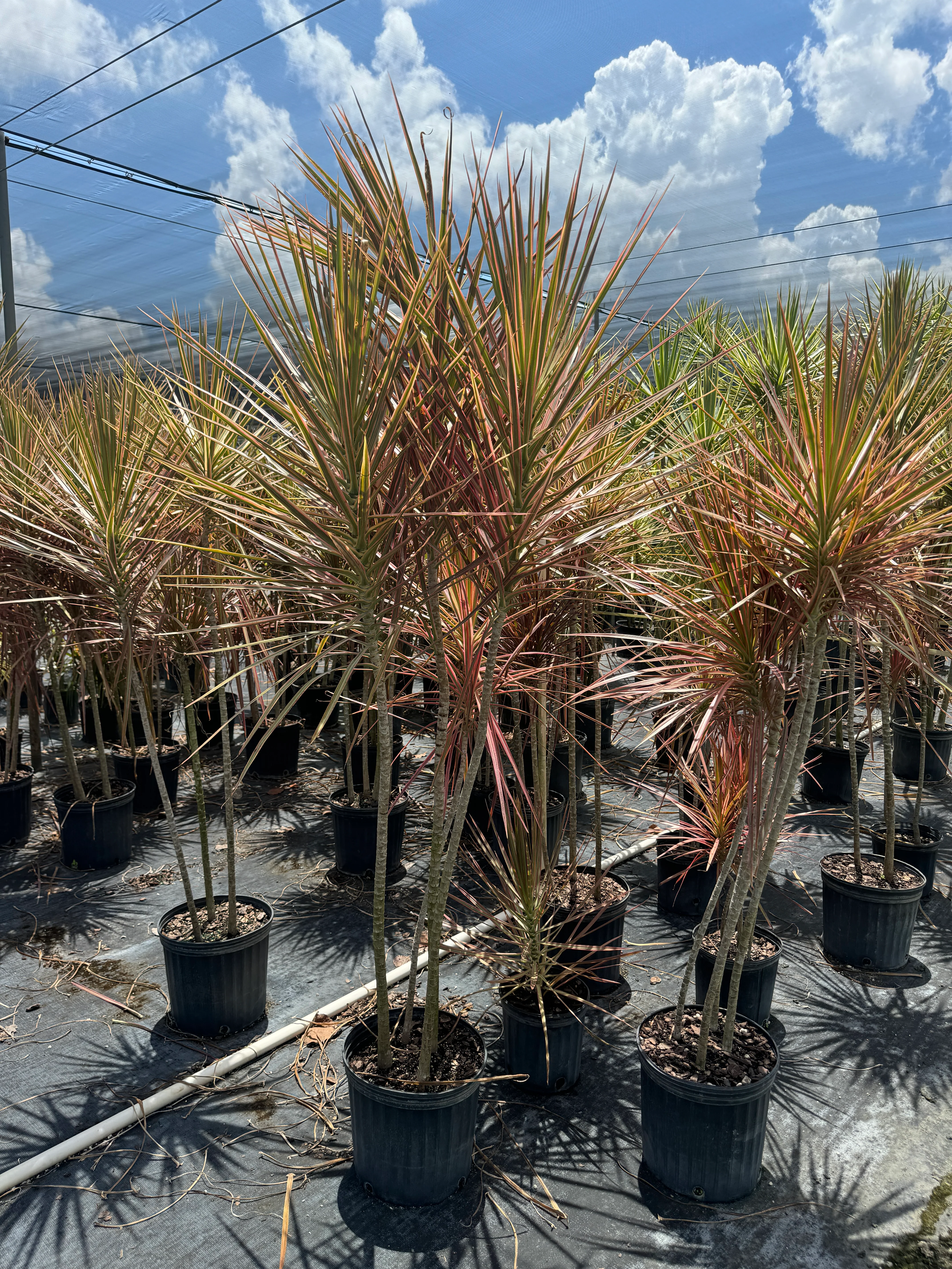 Dracaena Dragon Tree Colorama Bush - Image 4