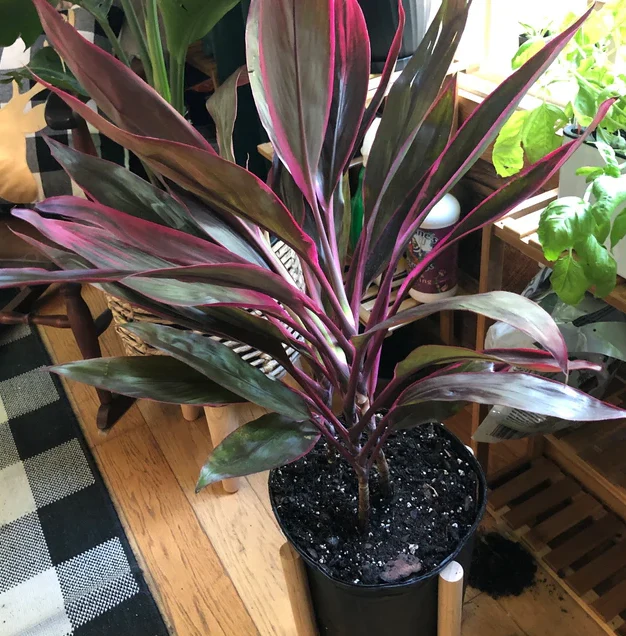 Cordyline Red Sister, Terminalis Ti Plants - Image 10