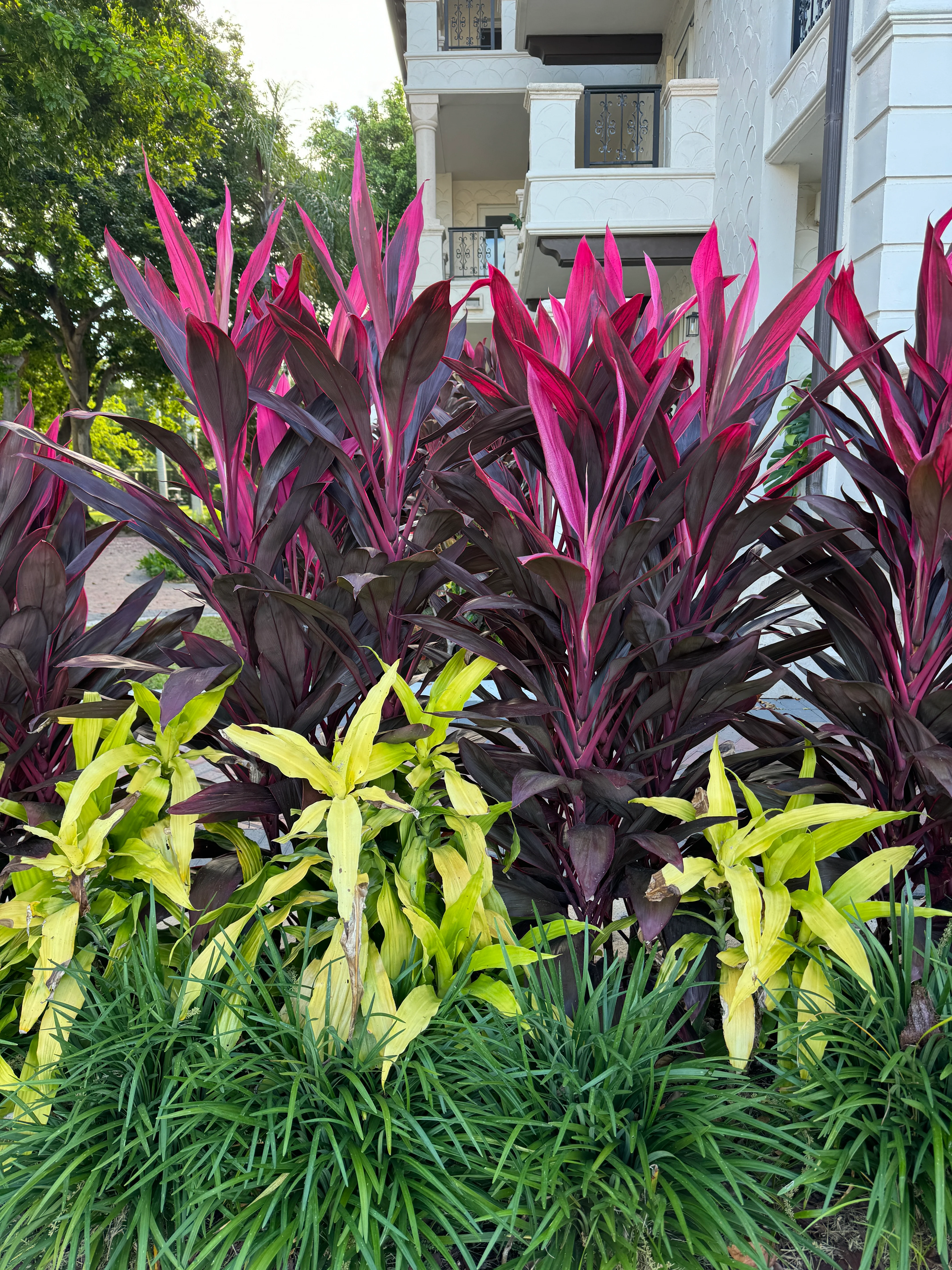 Cordyline Red Sister, Terminalis Ti Plants - Image 11