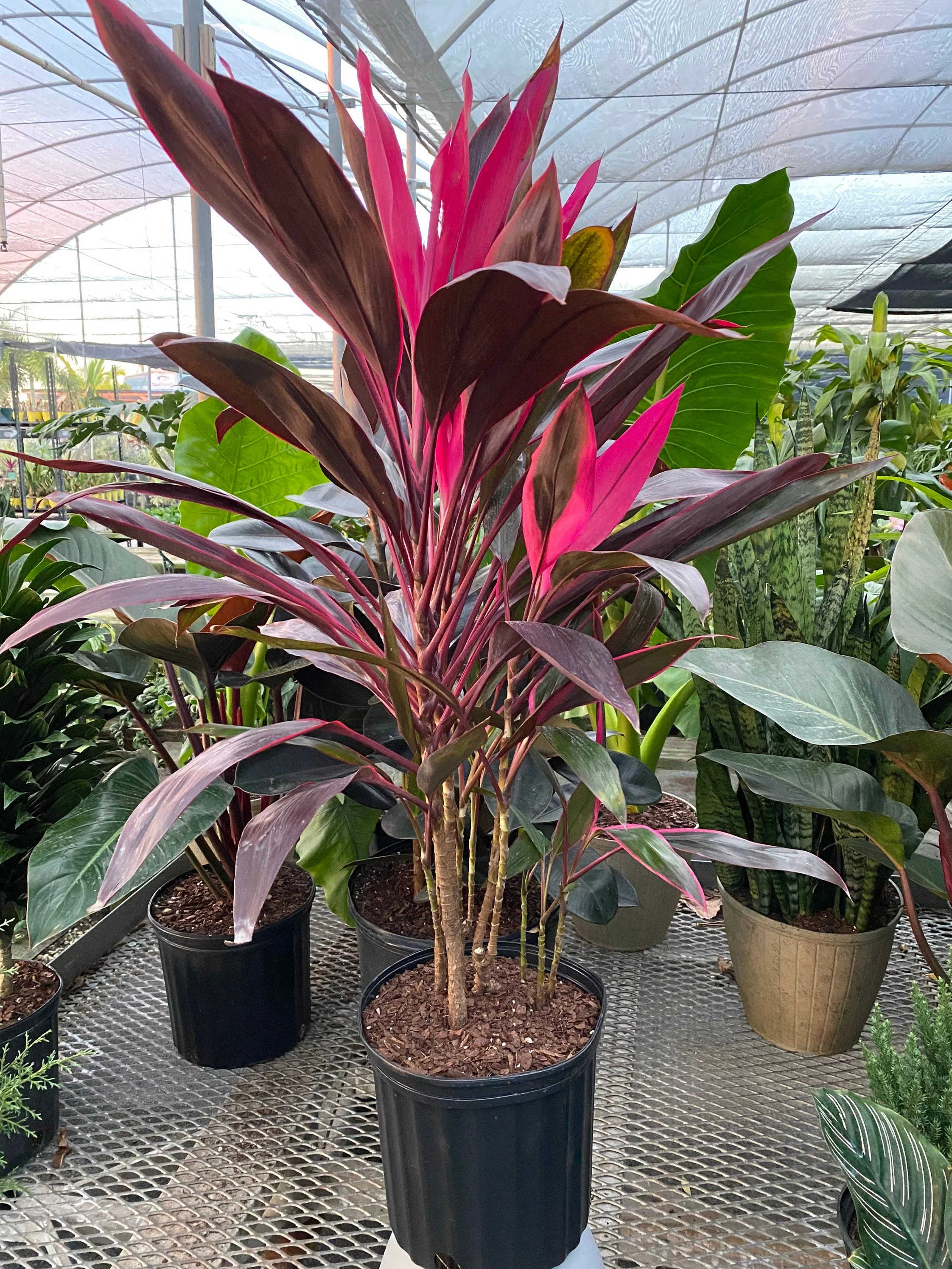 Cordyline Red Sister, Terminalis Ti Plants - Image 3
