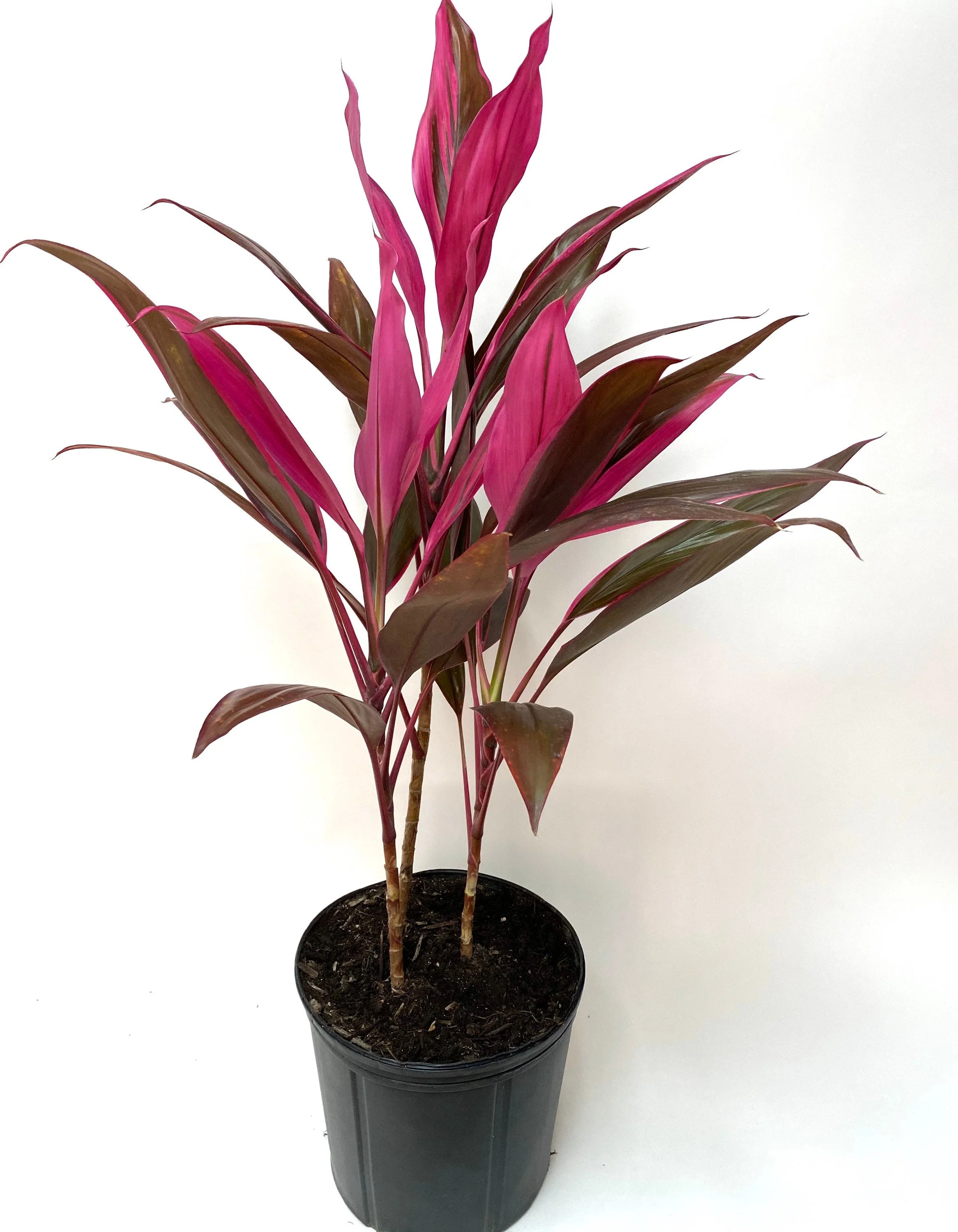 Cordyline Red Sister, Terminalis Ti Plants - Image 5