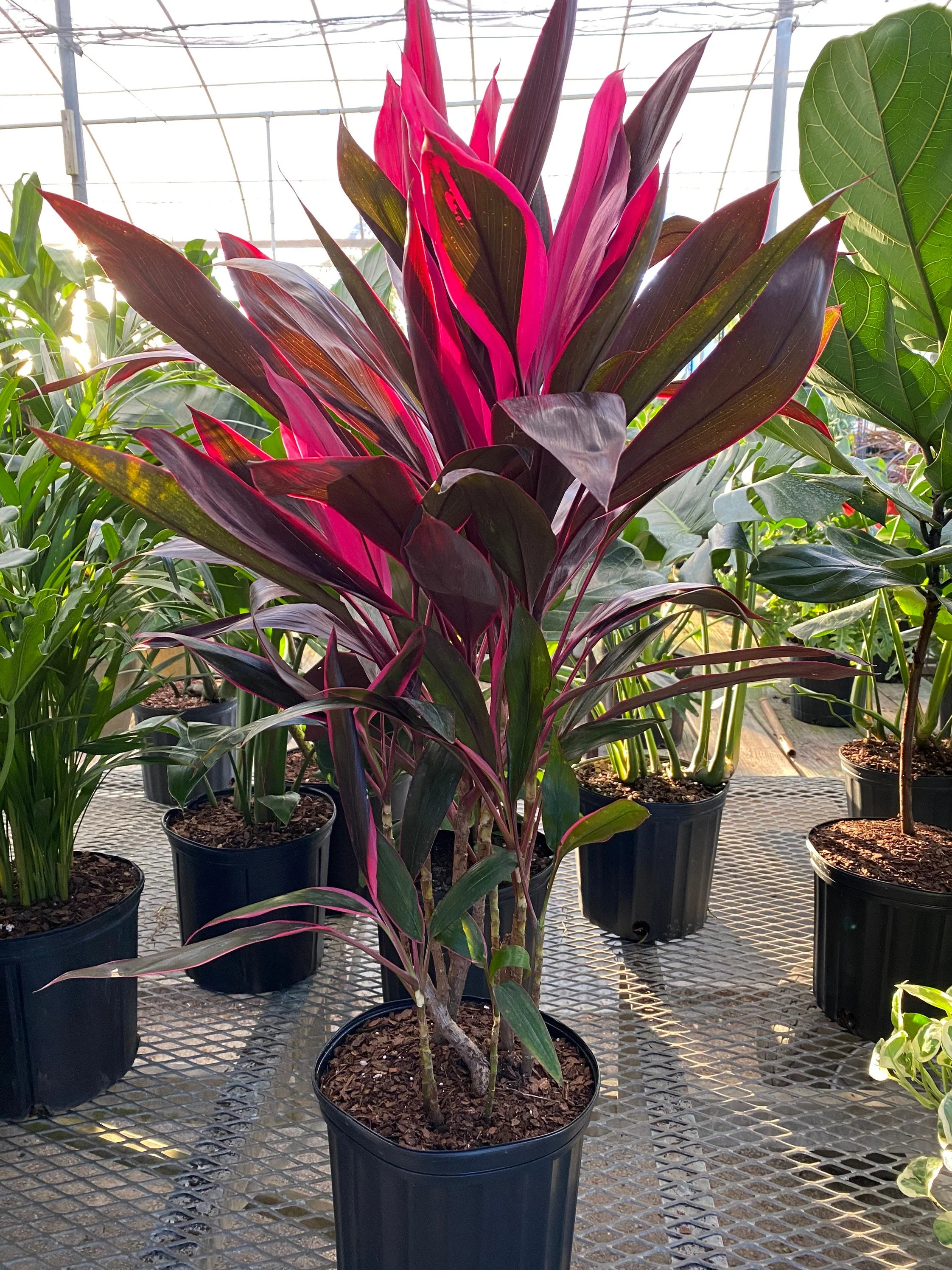 Cordyline Red Sister, Terminalis Ti Plants - Image 6