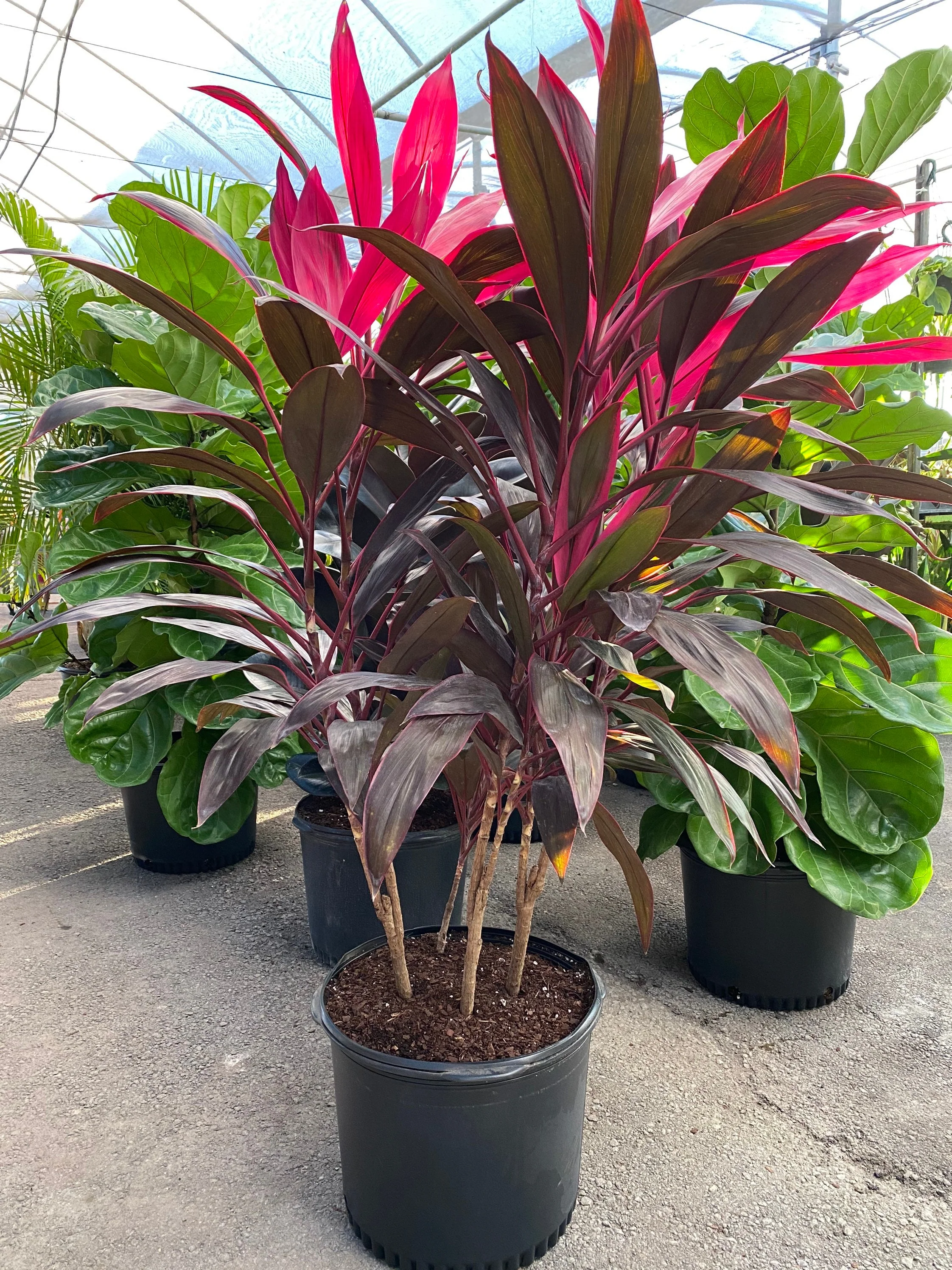 Cordyline Red Sister, Terminalis Ti Plants - Image 7