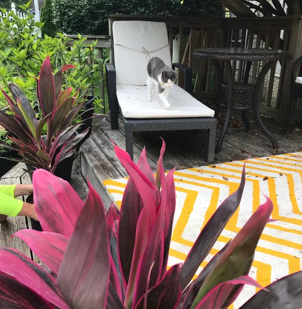 Cordyline Red Sister, Terminalis Ti Plants - Image 8