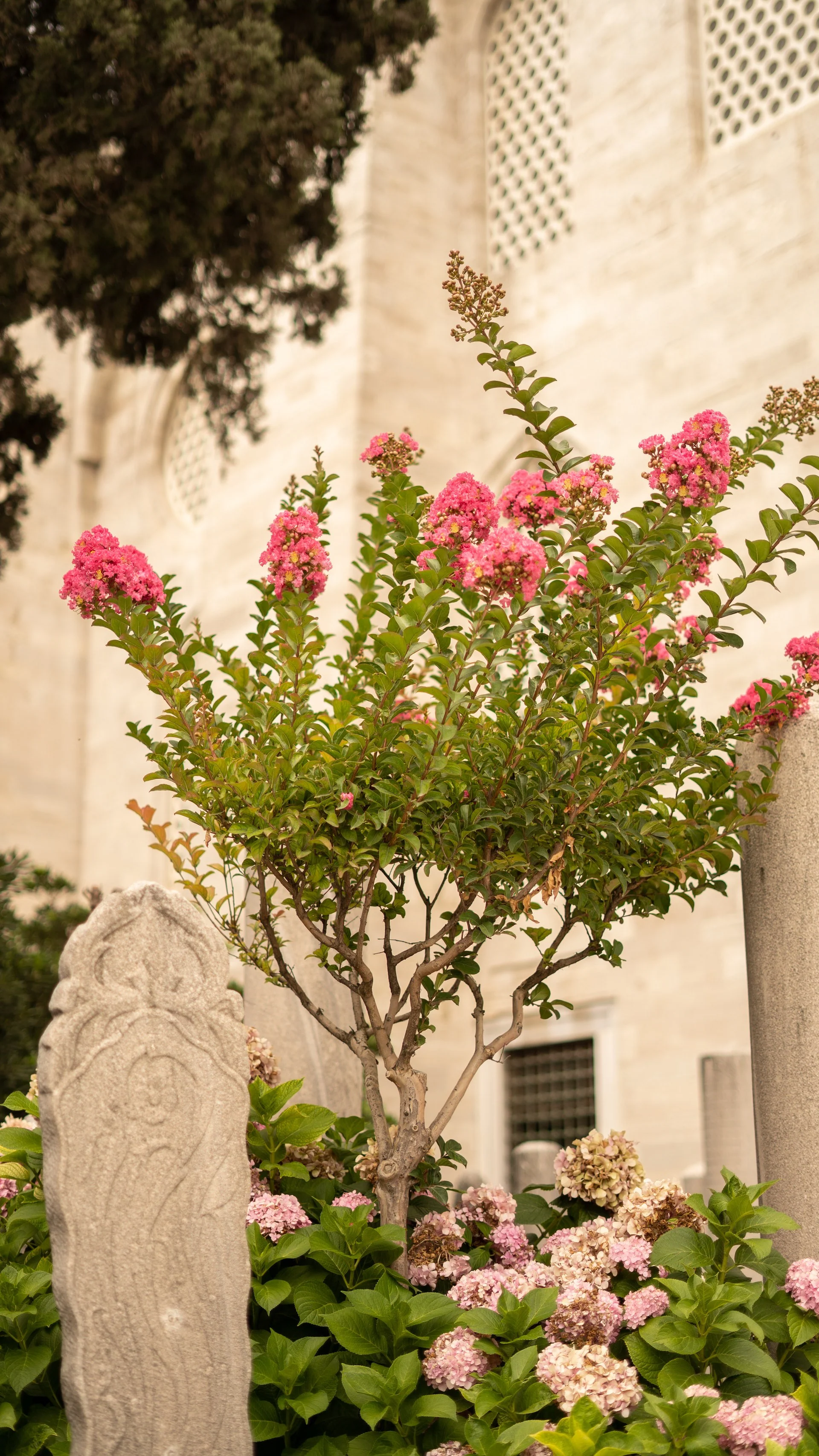 Crape Myrtle Dynamite Tree Red - Image 3